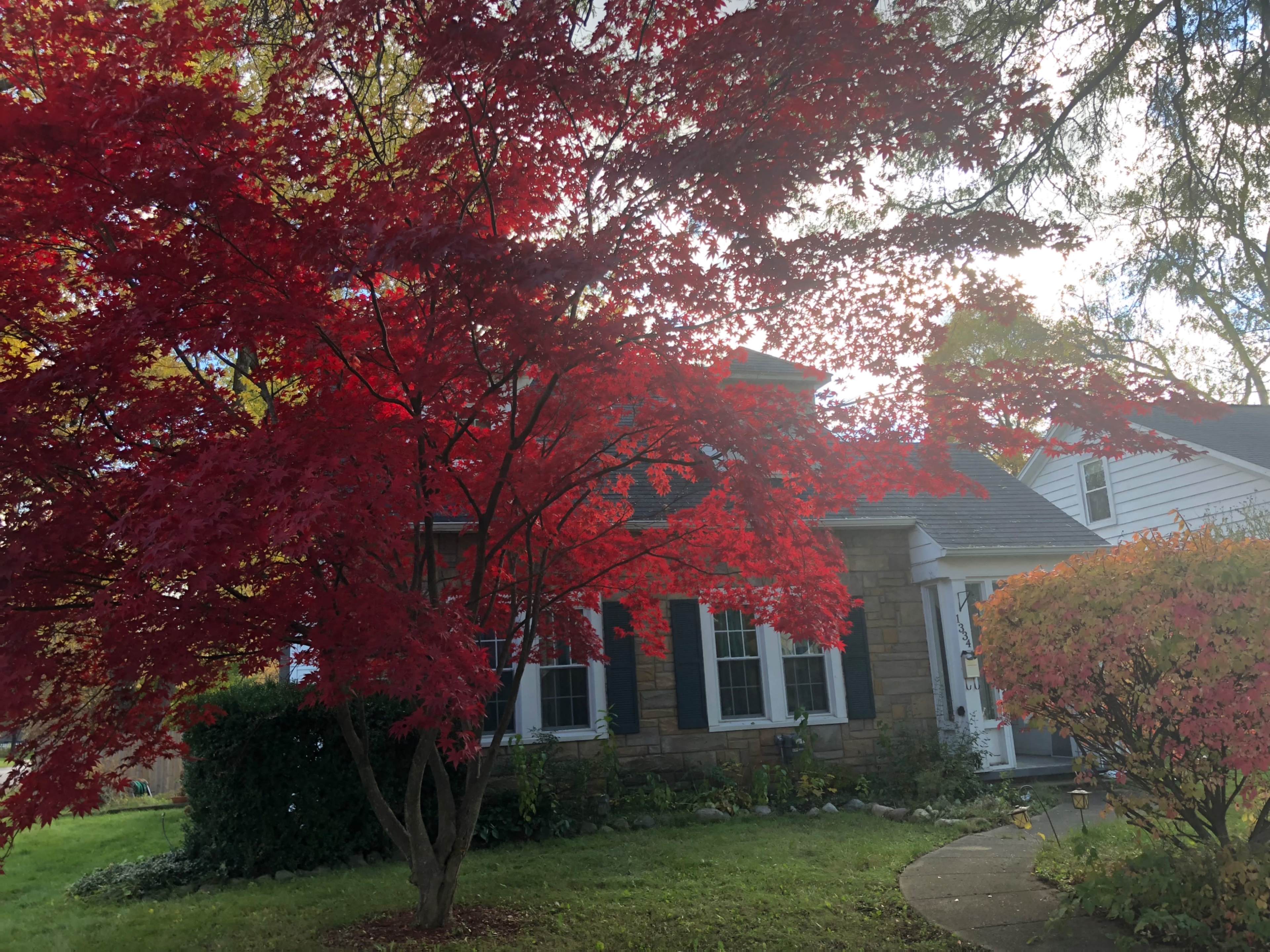 A house is partially obscured by a vibrant red maple tree in the front yard.