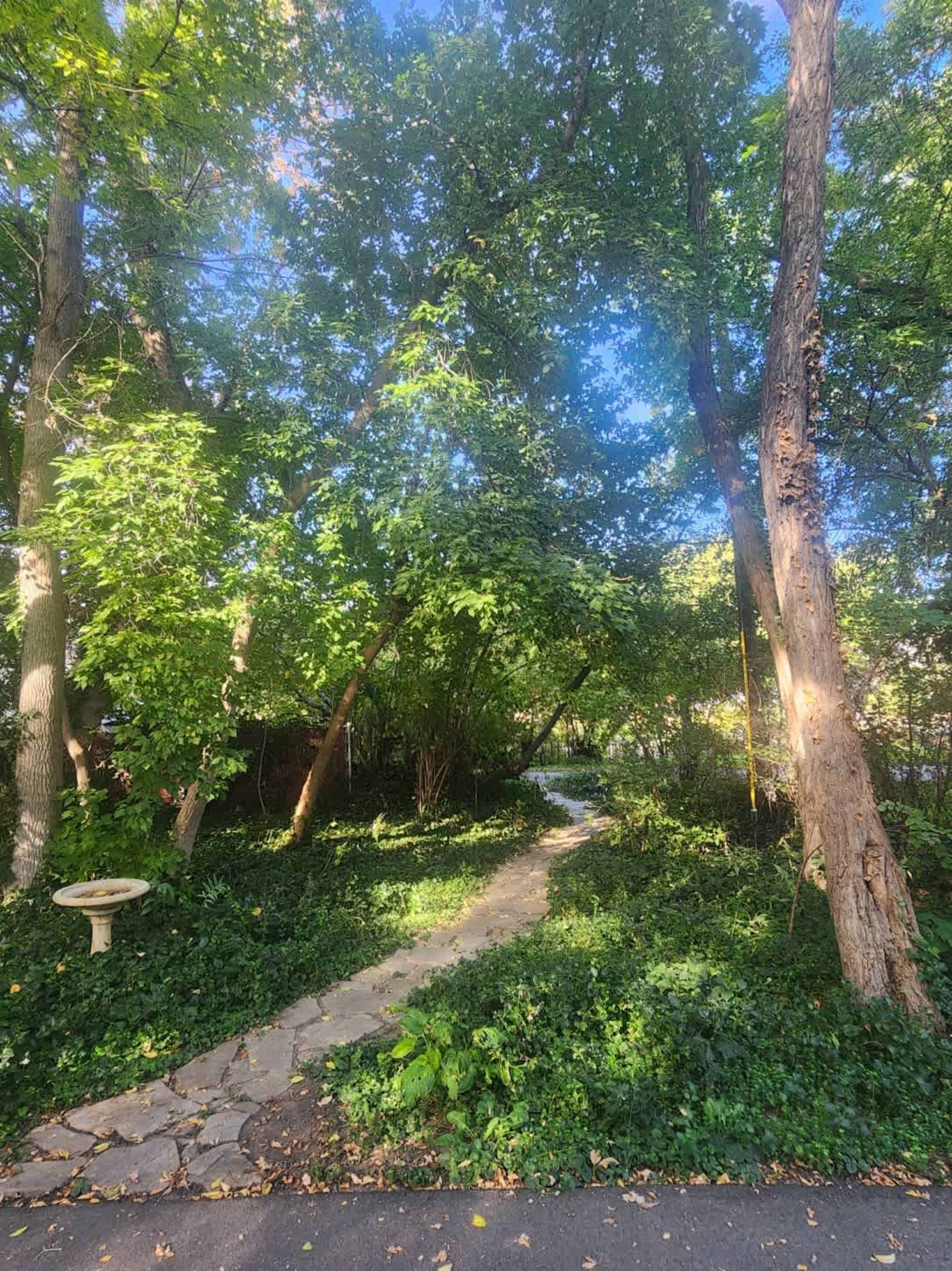 A stone pathway winds through a densely vegetated garden with tall trees and green underbrush.