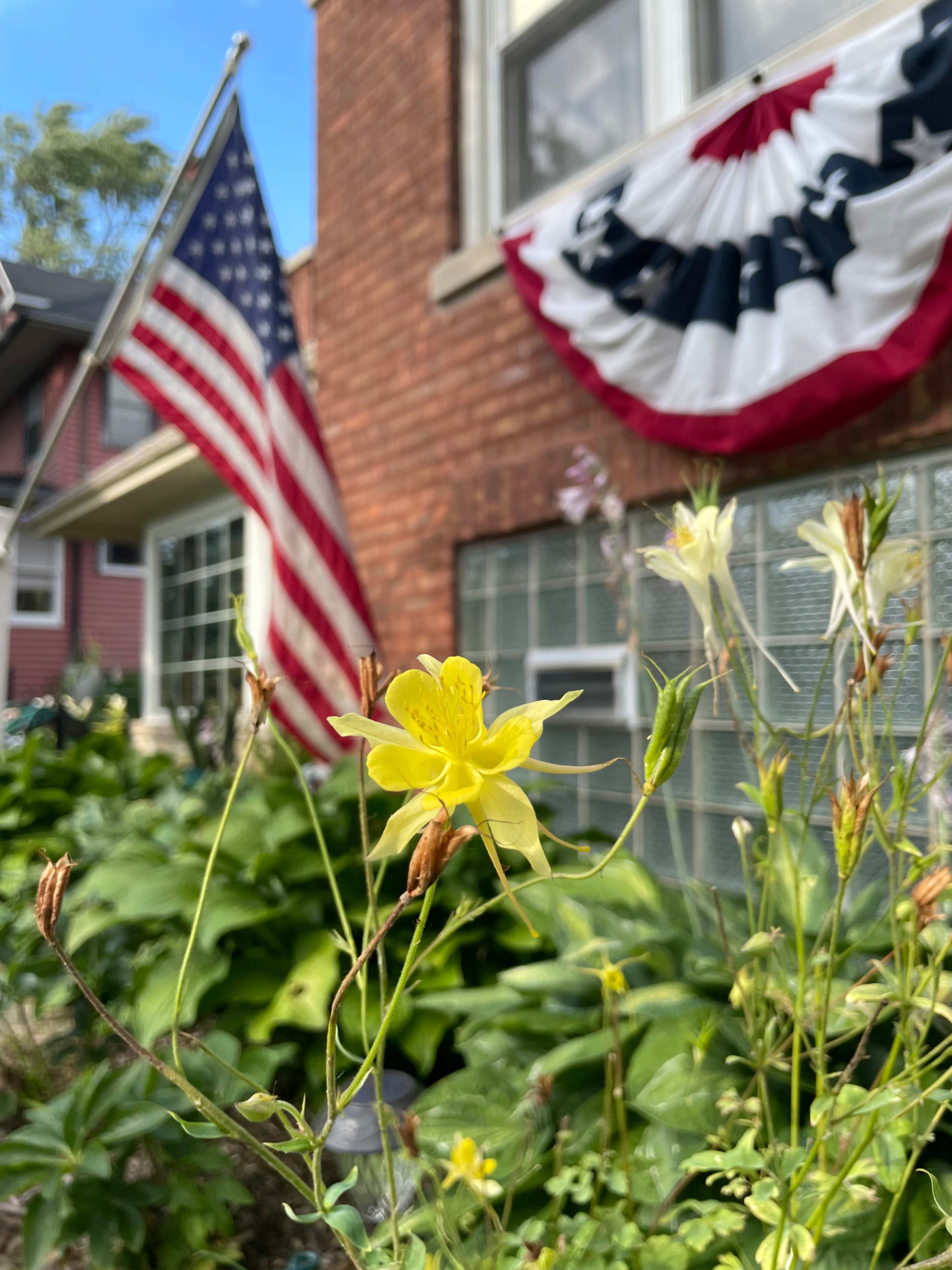 A yellow flower blooms in the foreground with an American flag and decorative bunting visible in the background.