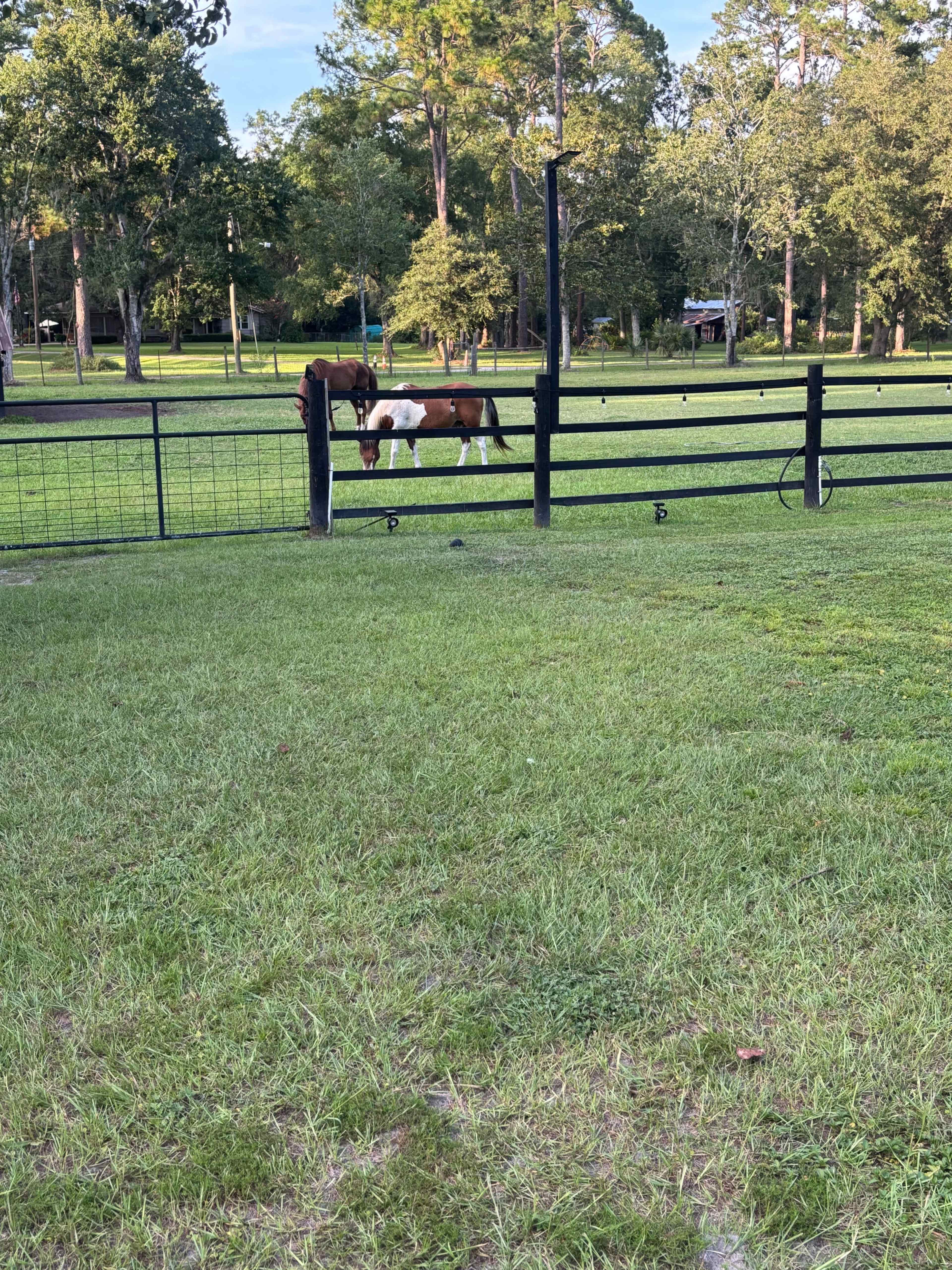 Two horses graze near a fence in a grassy field surrounded by trees.