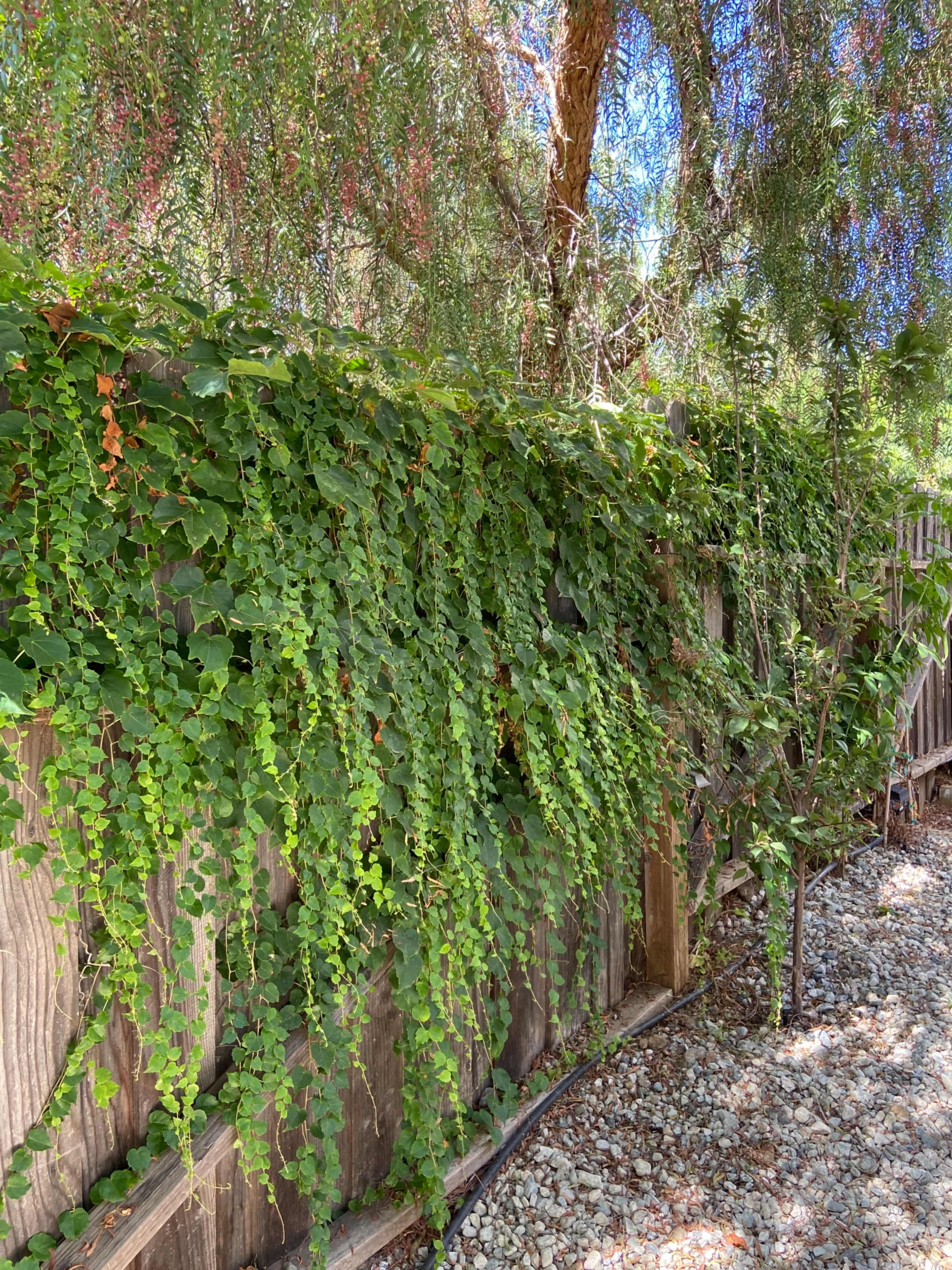 A dense curtain of green vines cascades over a wooden fence next to a gravel pathway.