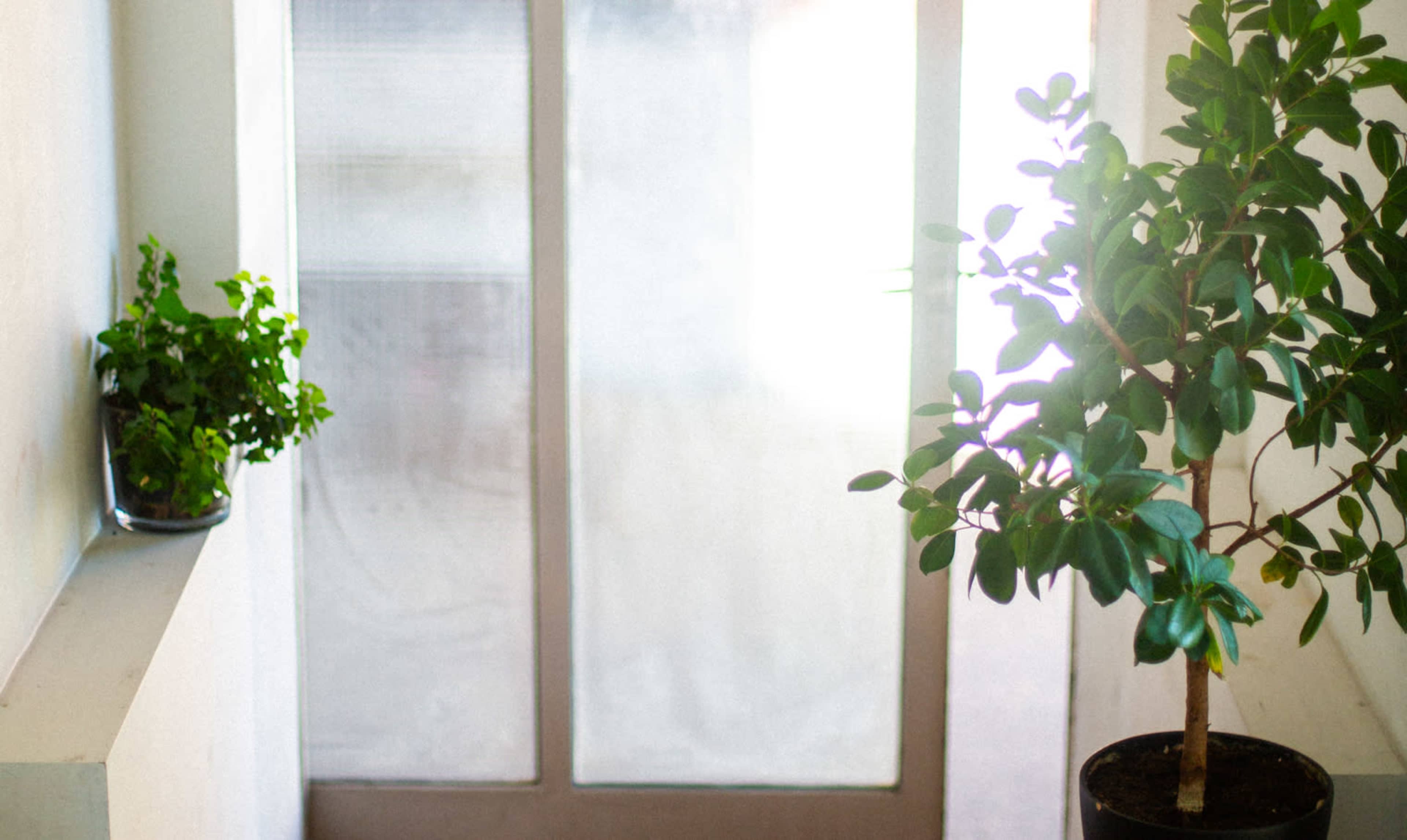 A hallway with a glass door and two potted plants, one on the left and one on the floor to the right.