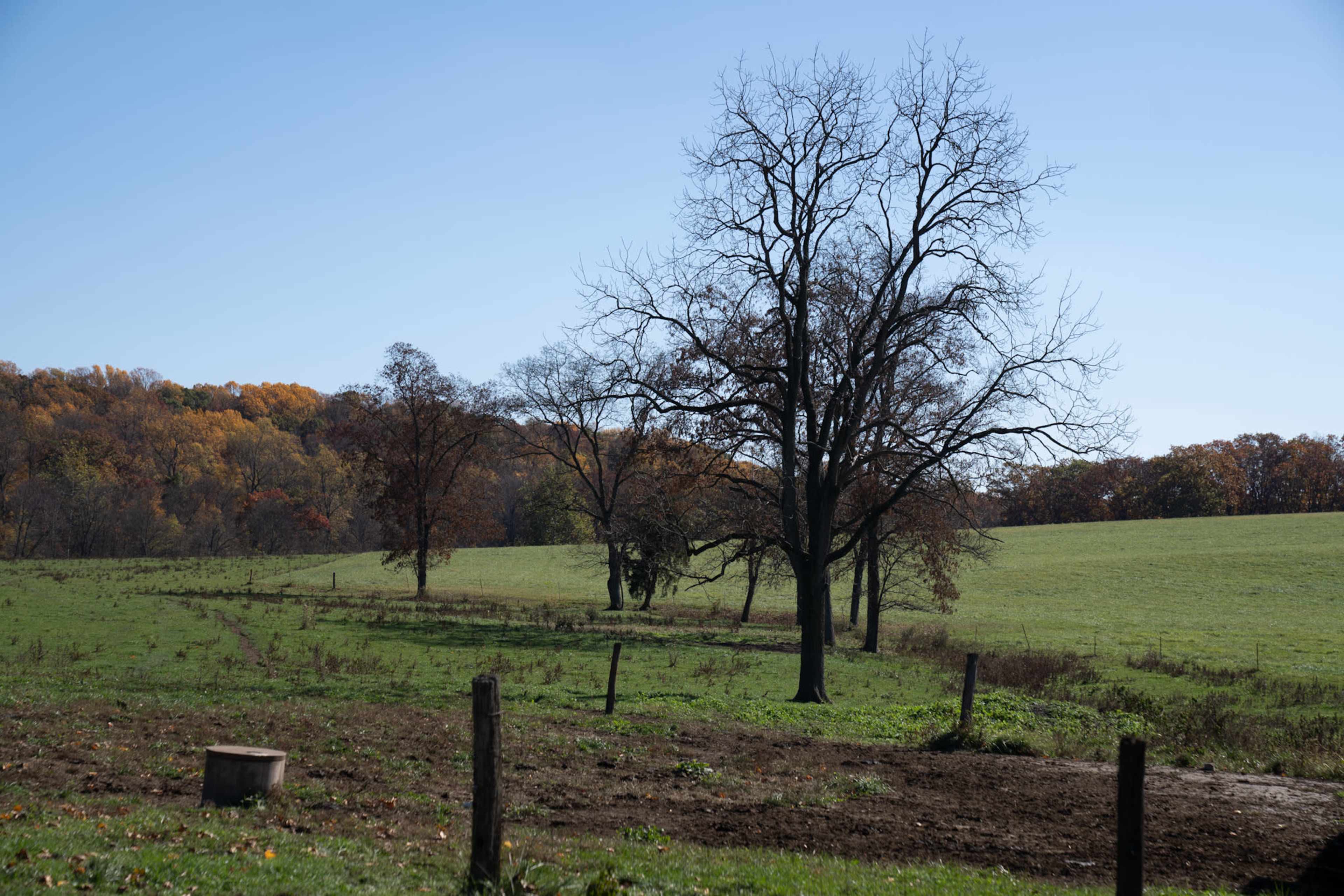 A bare tree stands prominently in a grassy field surrounded by autumn-colored trees in the background.
