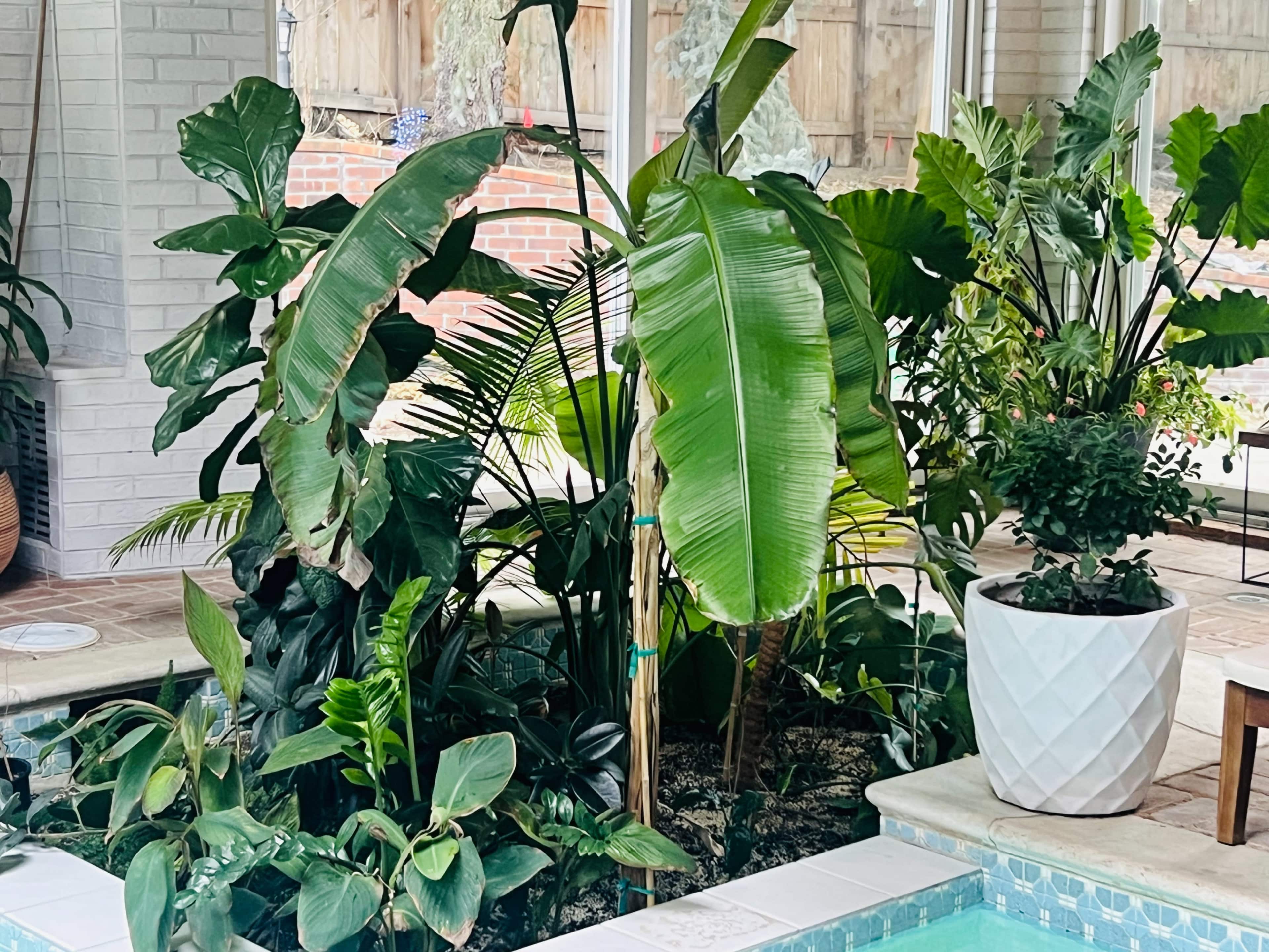 Tropical Indoor Swimming Oasis Image in Hampden South, Denver, CO