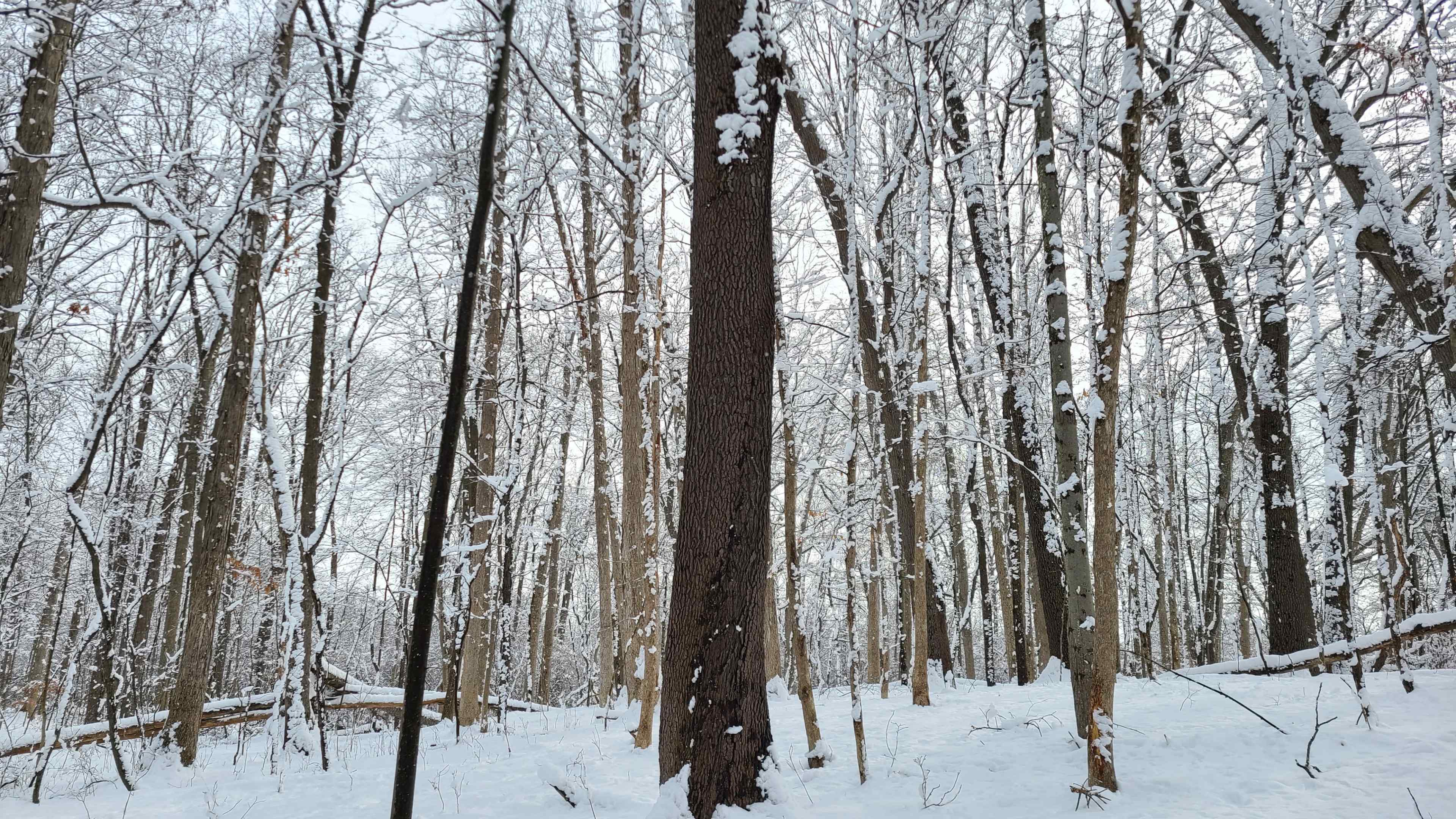 A forest scene with bare trees covered in snow, creating a serene winter landscape.