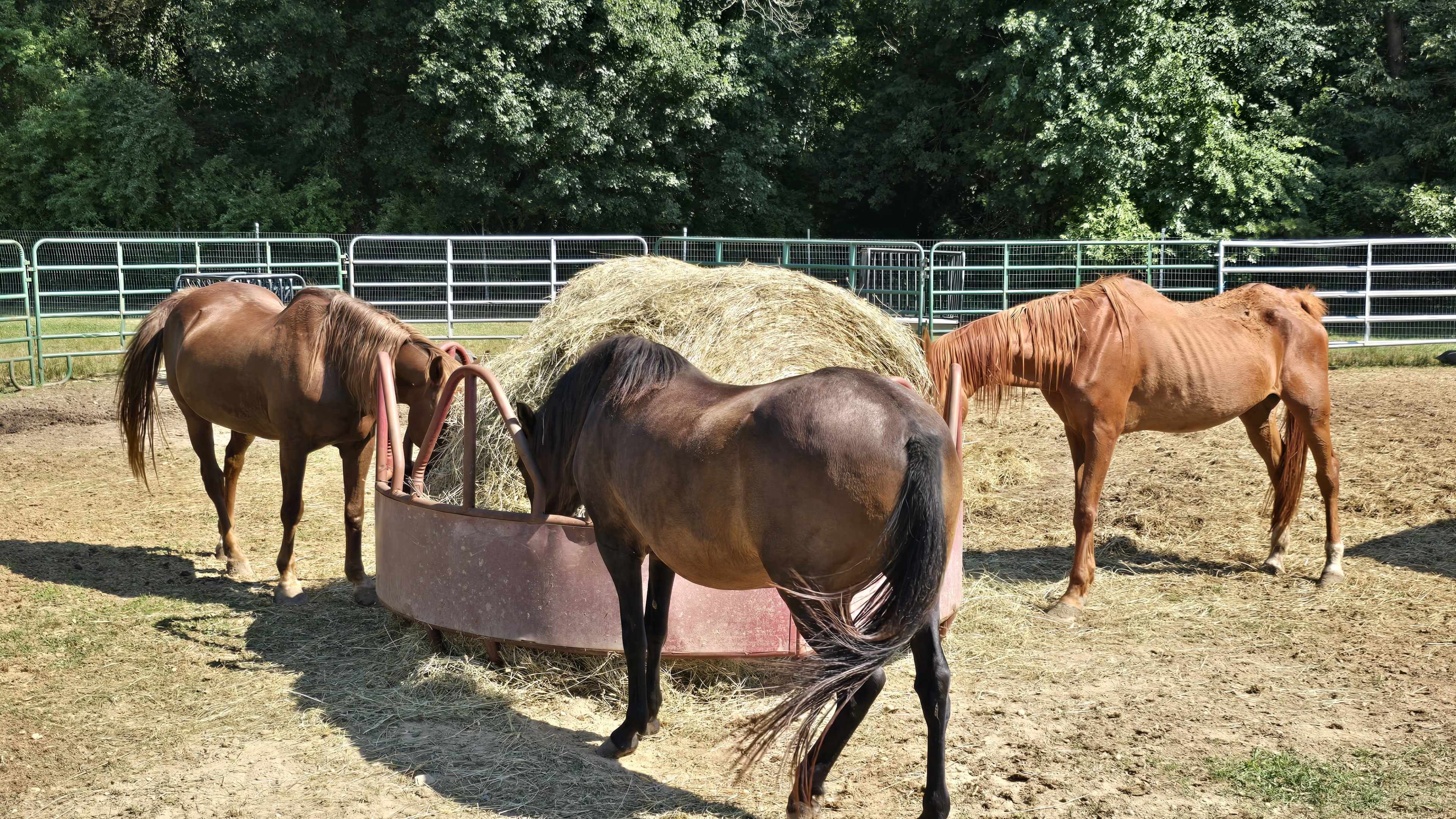 Three horses are eating from a hay feeder in a fenced pasture.