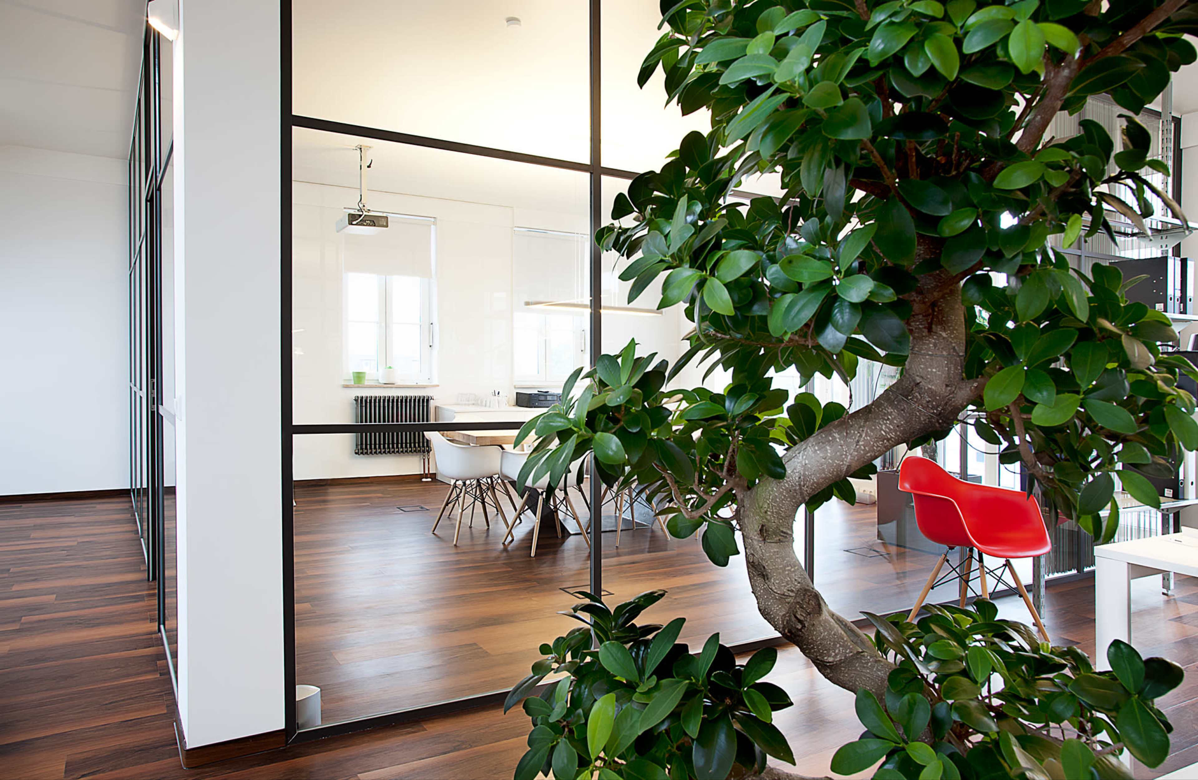 A modern office space featuring a large potted plant in the foreground, with glass partitions revealing a meeting area with white furniture and wooden flooring.