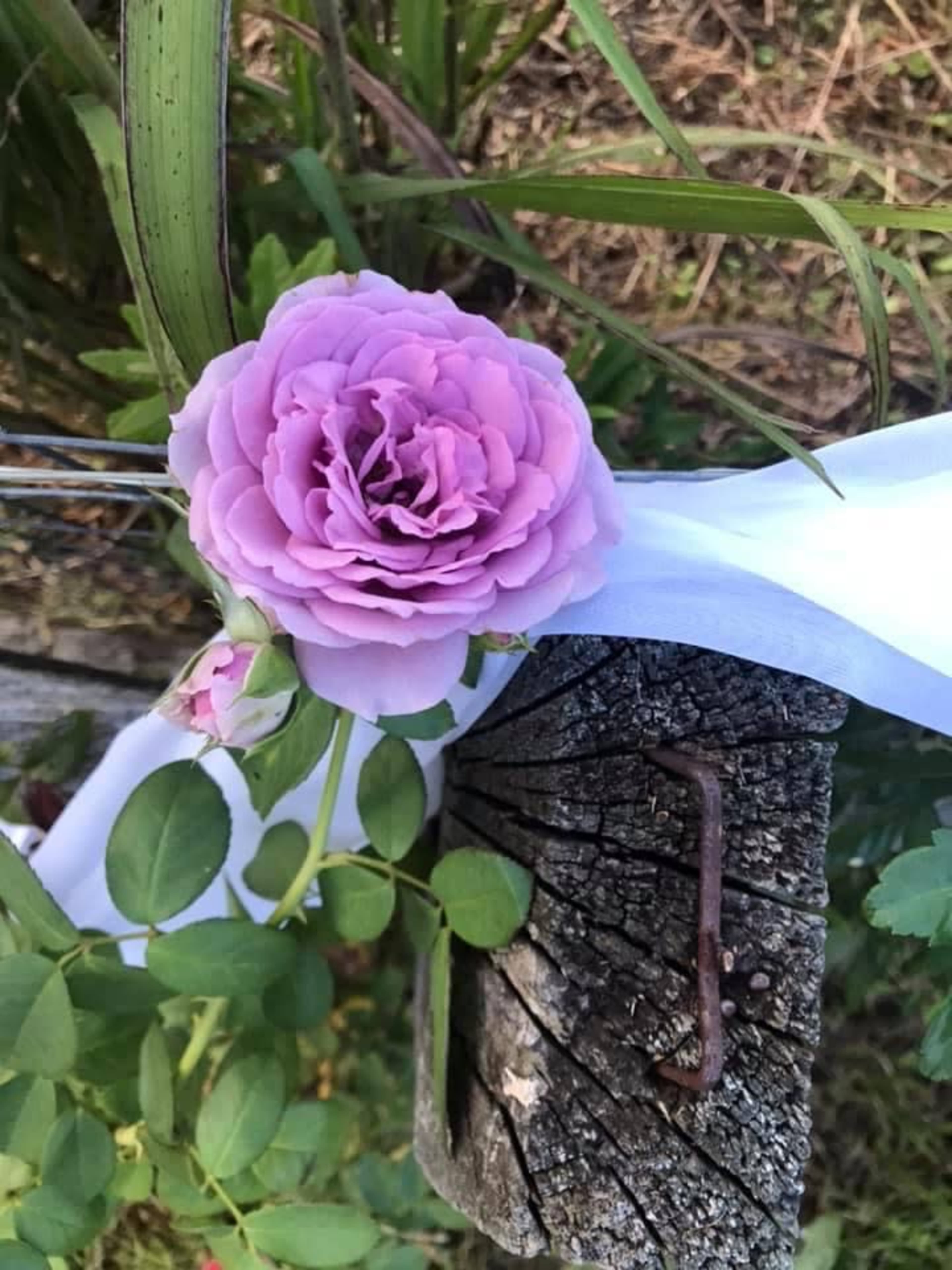 A lavender rose is nestled against a wooden post, accompanied by a white ribbon and green leaves.