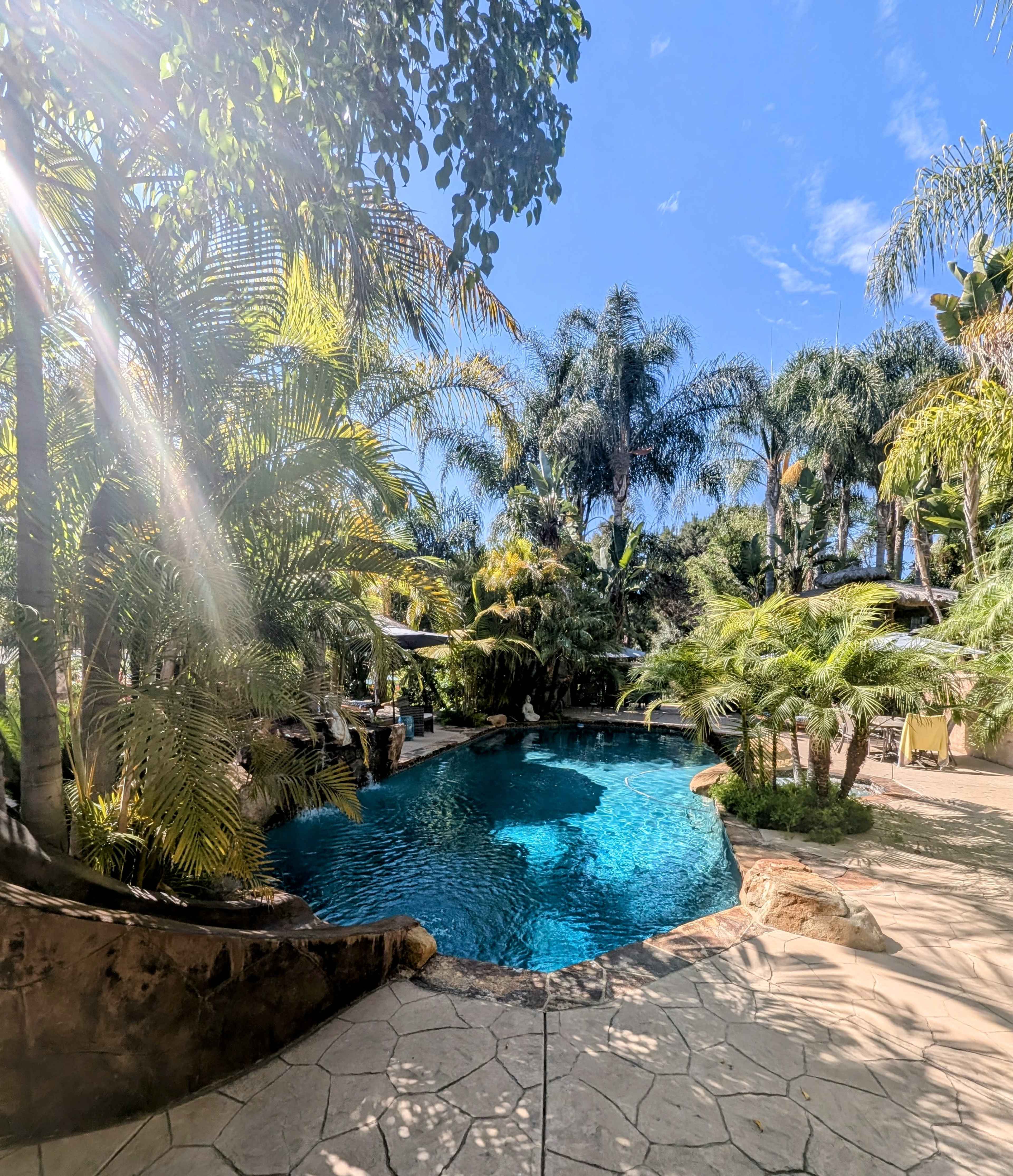 The image shows a tropical swimming pool surrounded by lush palm trees and vibrant greenery under a clear blue sky.