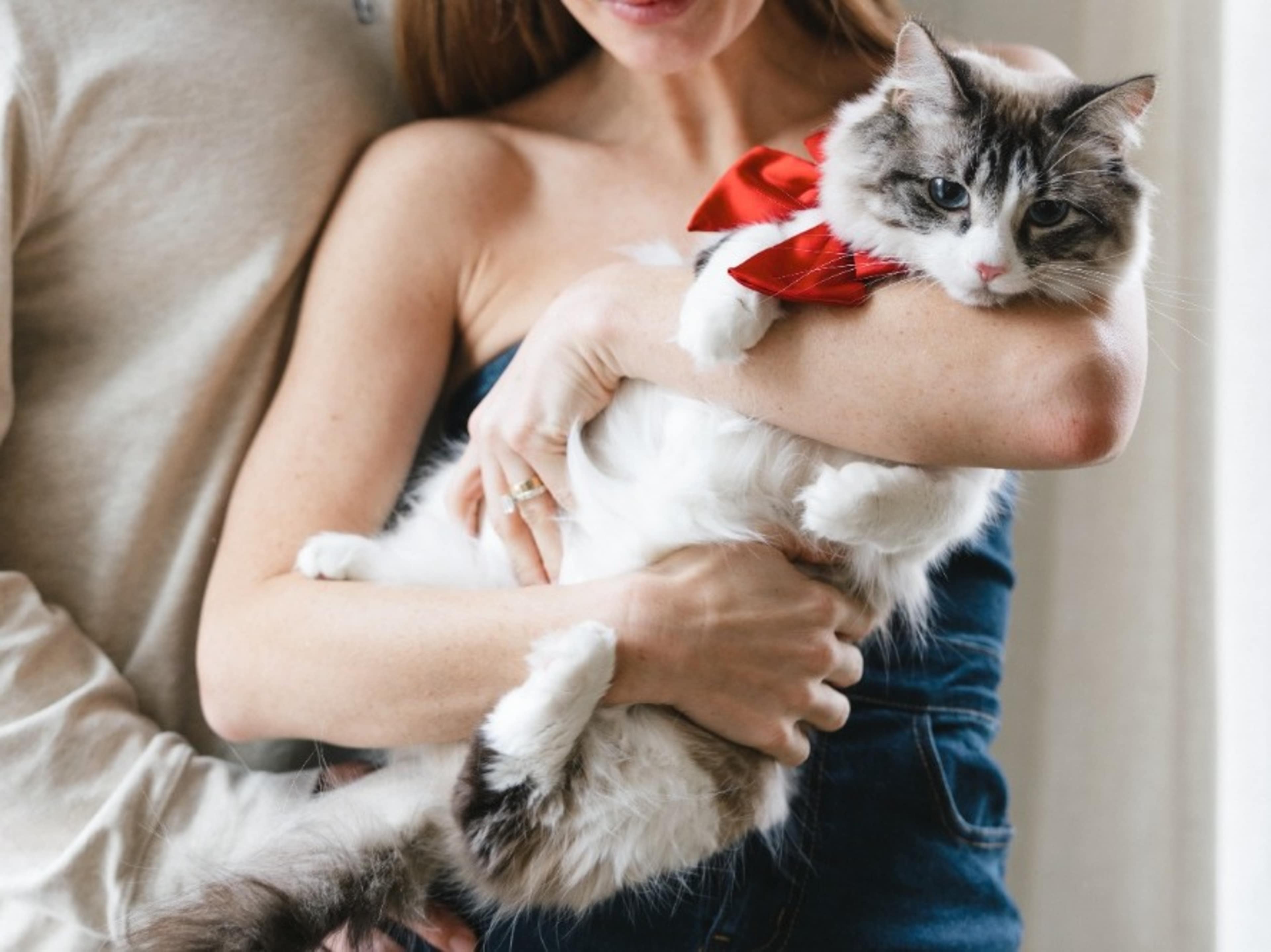 Pet Fee