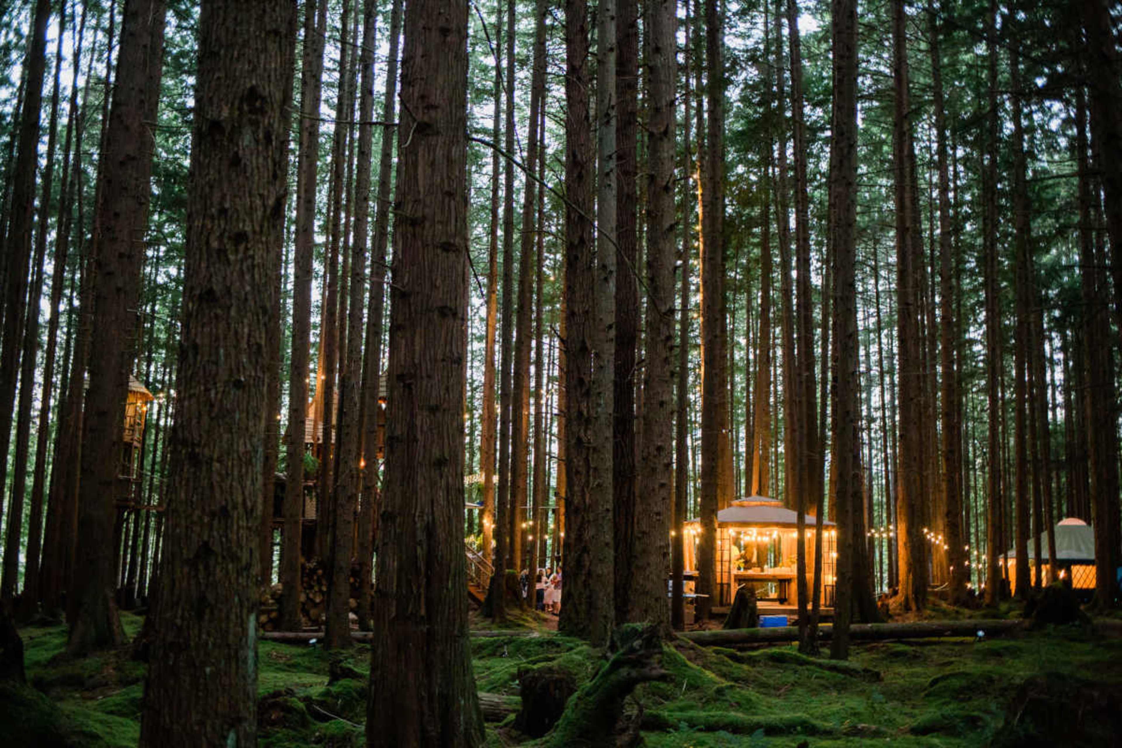 A cozy setup with lights is visible among tall trees in a dense forest during twilight.