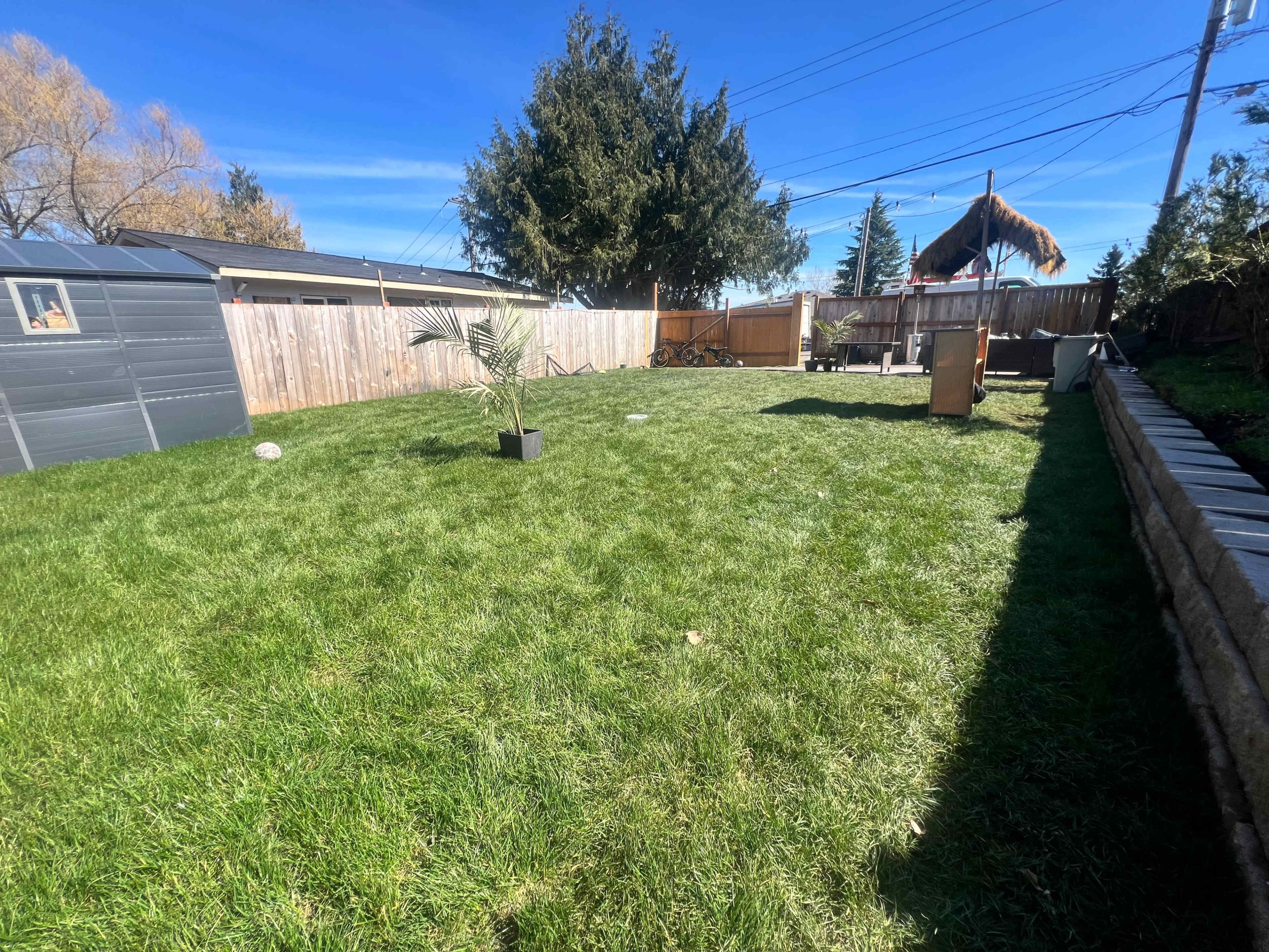 The image shows a well-maintained grassy backyard with a small potted plant, a garden shed, and various outdoor items against a wooden fence.
