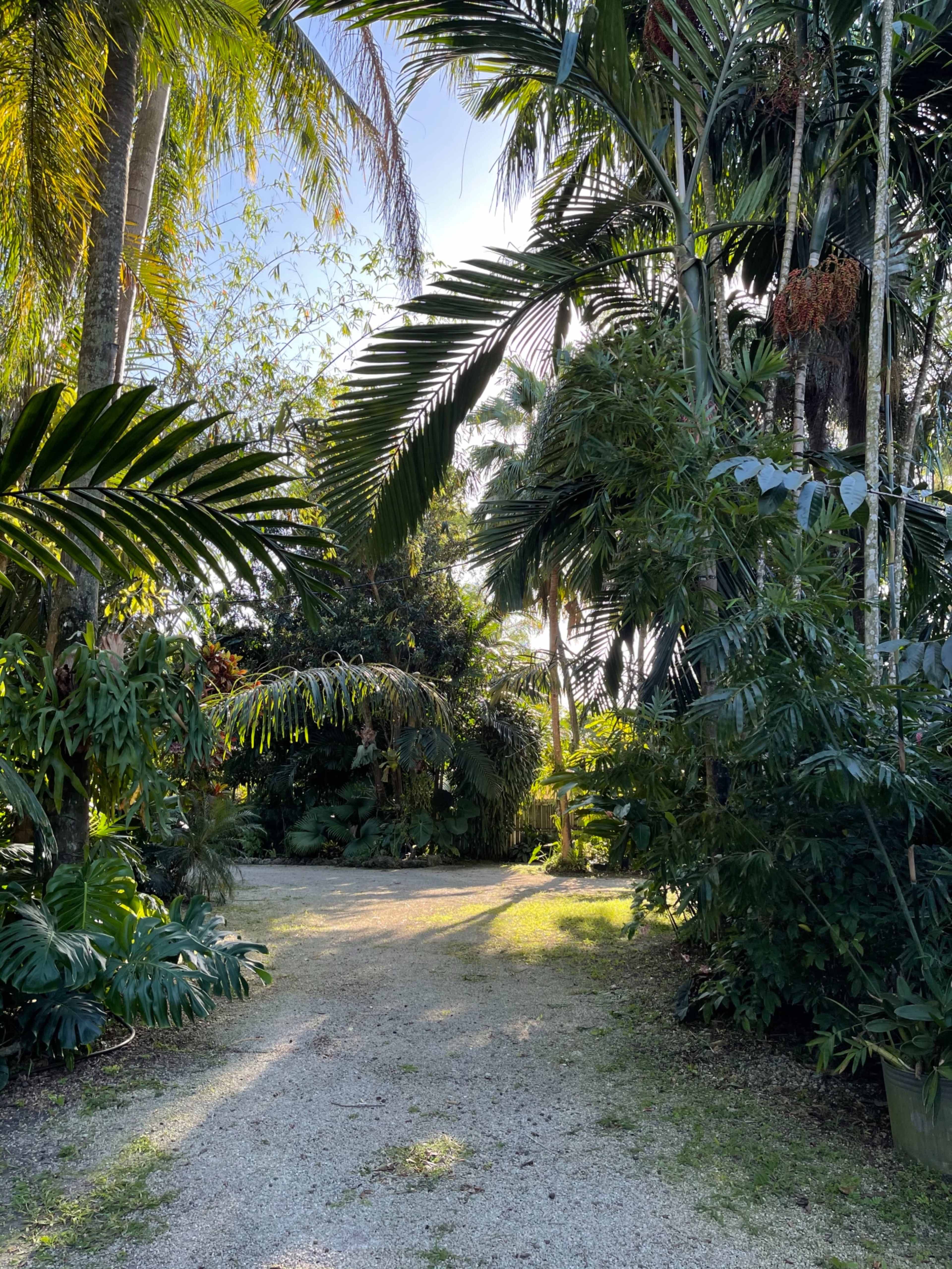 A gravel path leads through a lush tropical garden filled with various palm and leafy plants.