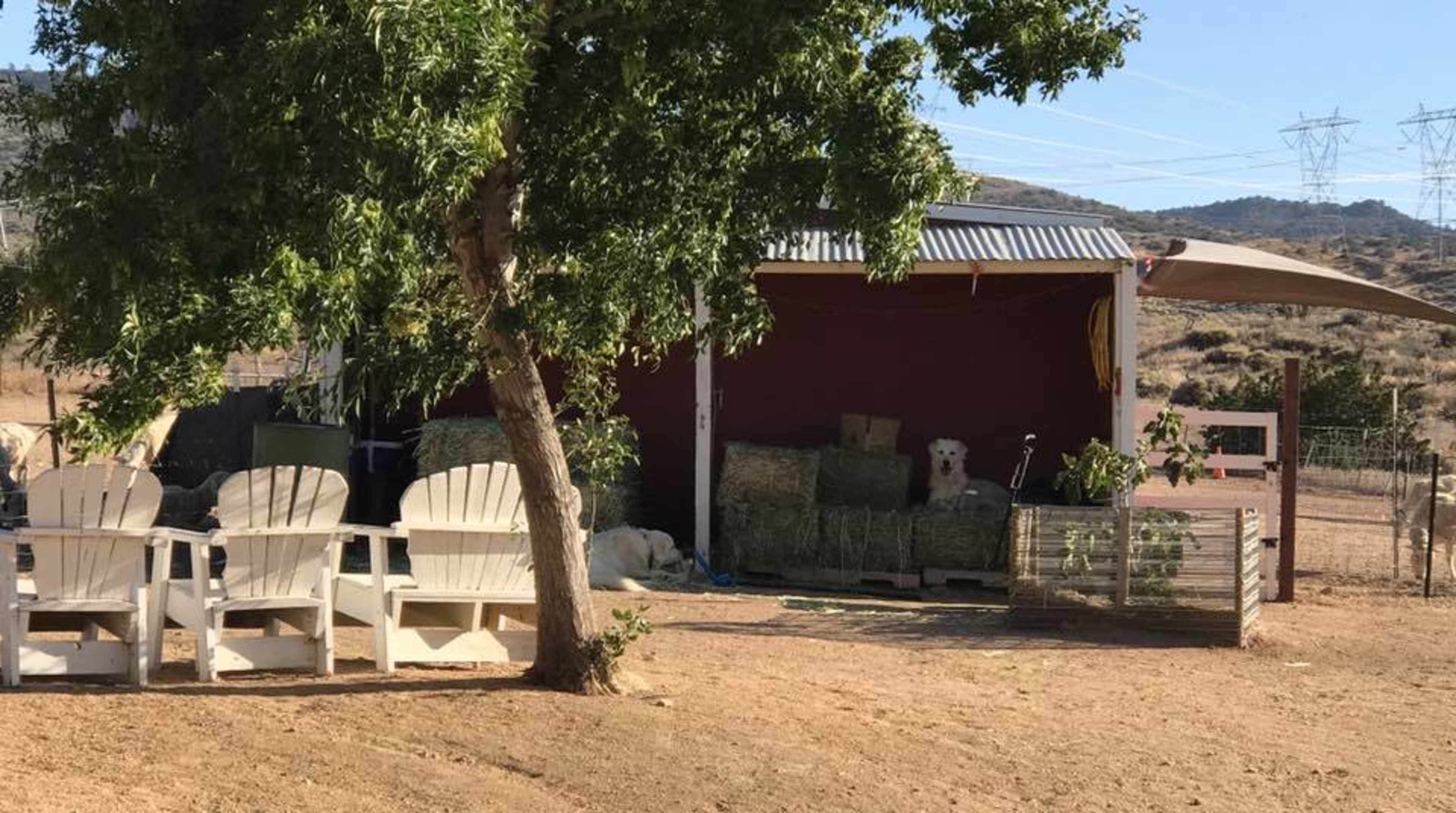 A shady area features a tree next to a small barn with hay bales and several white Adirondack chairs arranged in front.
