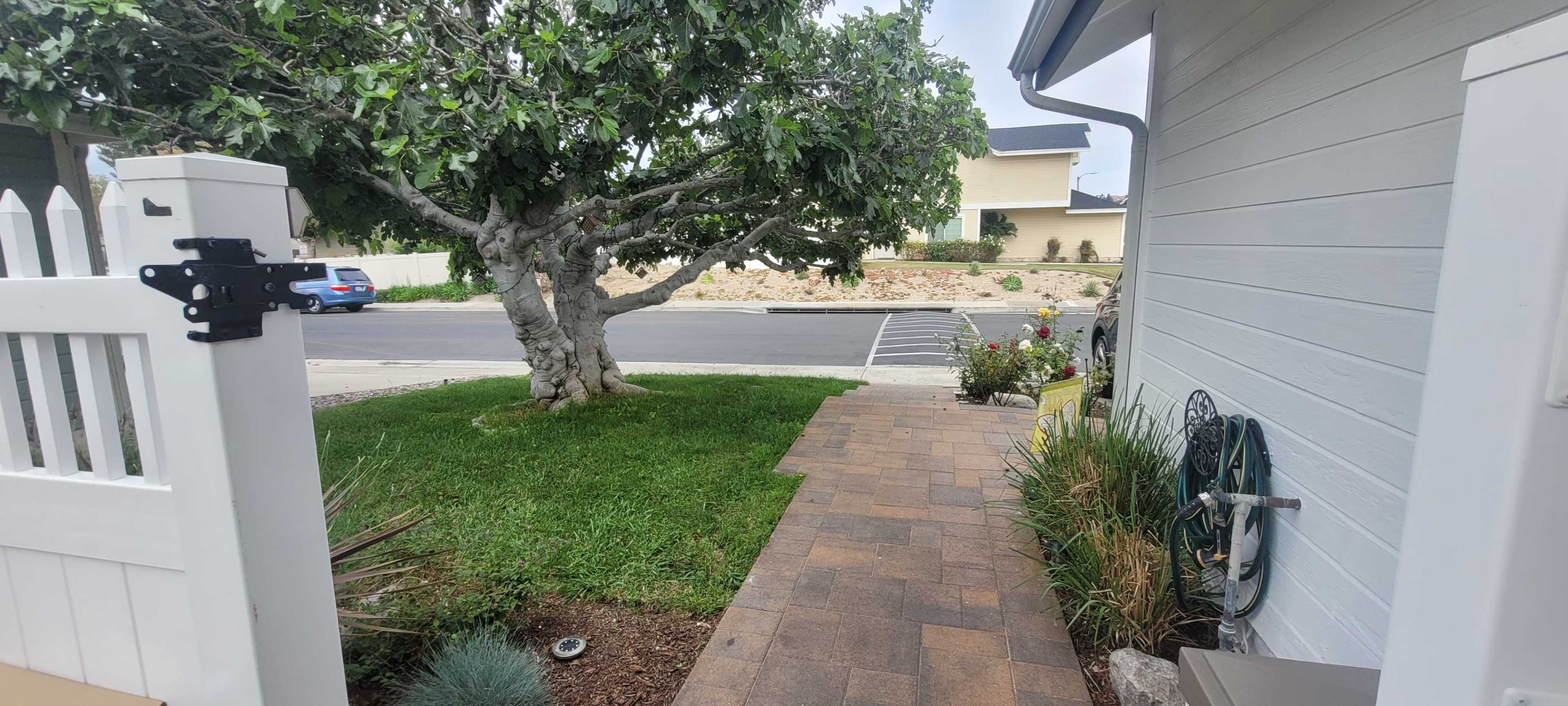A pathway made of pavers leads from a white house to a grassy area with a tree, alongside a sidewalk and a street lined with parked cars.