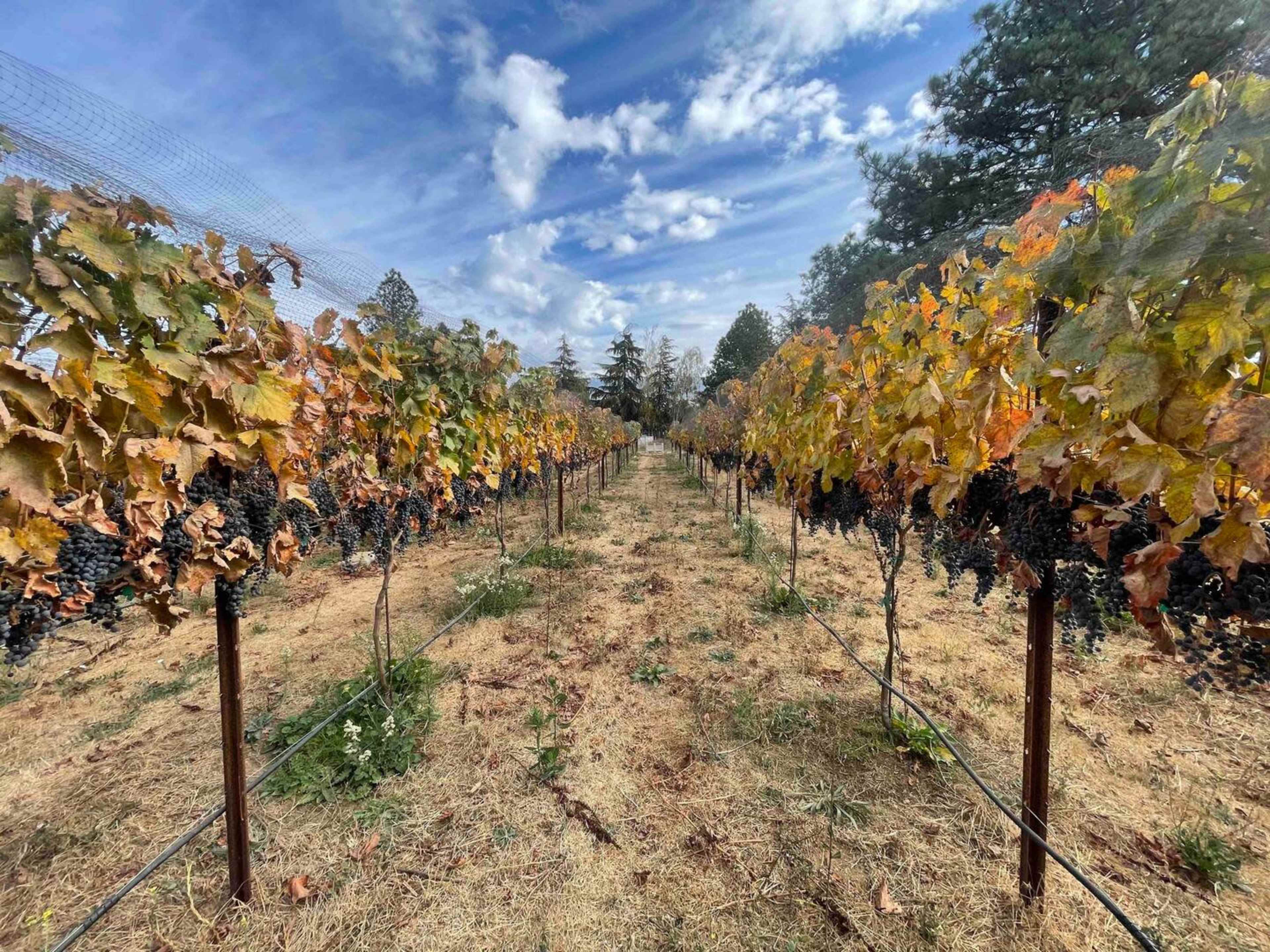 A vineyard with rows of grapevines lined by a dirt path under a partly cloudy sky.