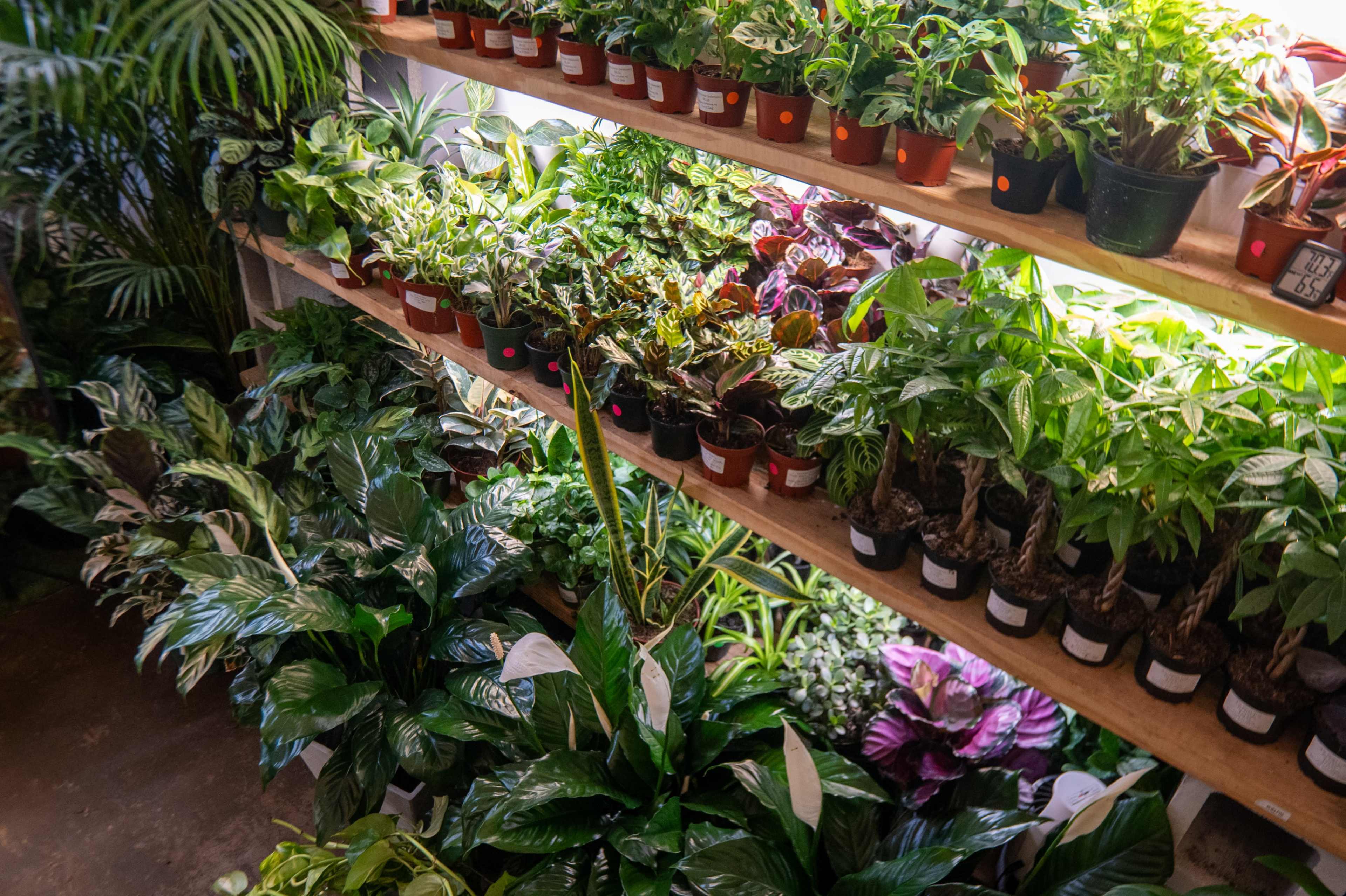 A wooden shelf displays a variety of potted plants arranged in rows, with greenery sprawling across the foreground.