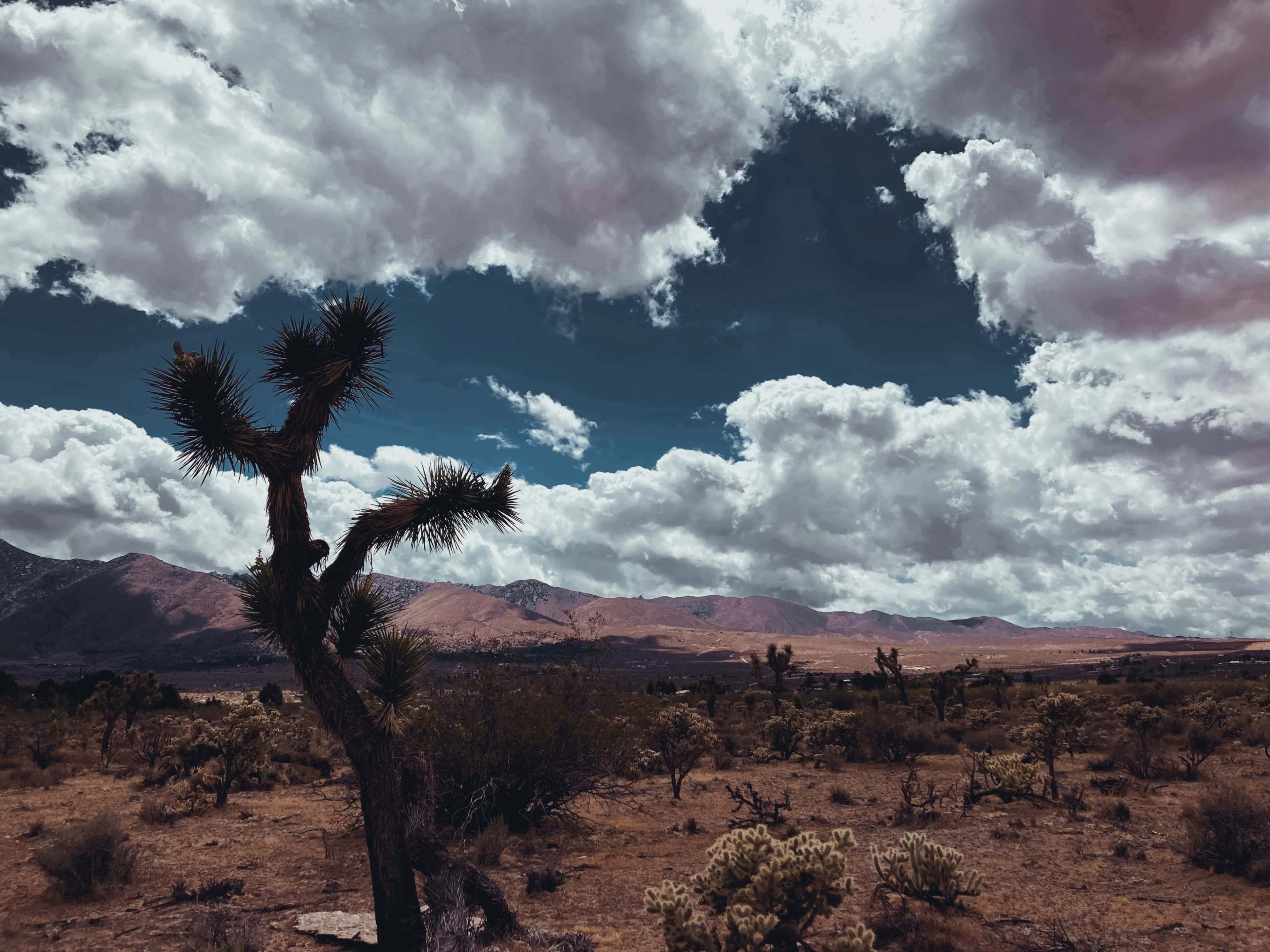 A solitary Joshua tree stands against a backdrop of dramatic clouds and distant mountains in a desert landscape.