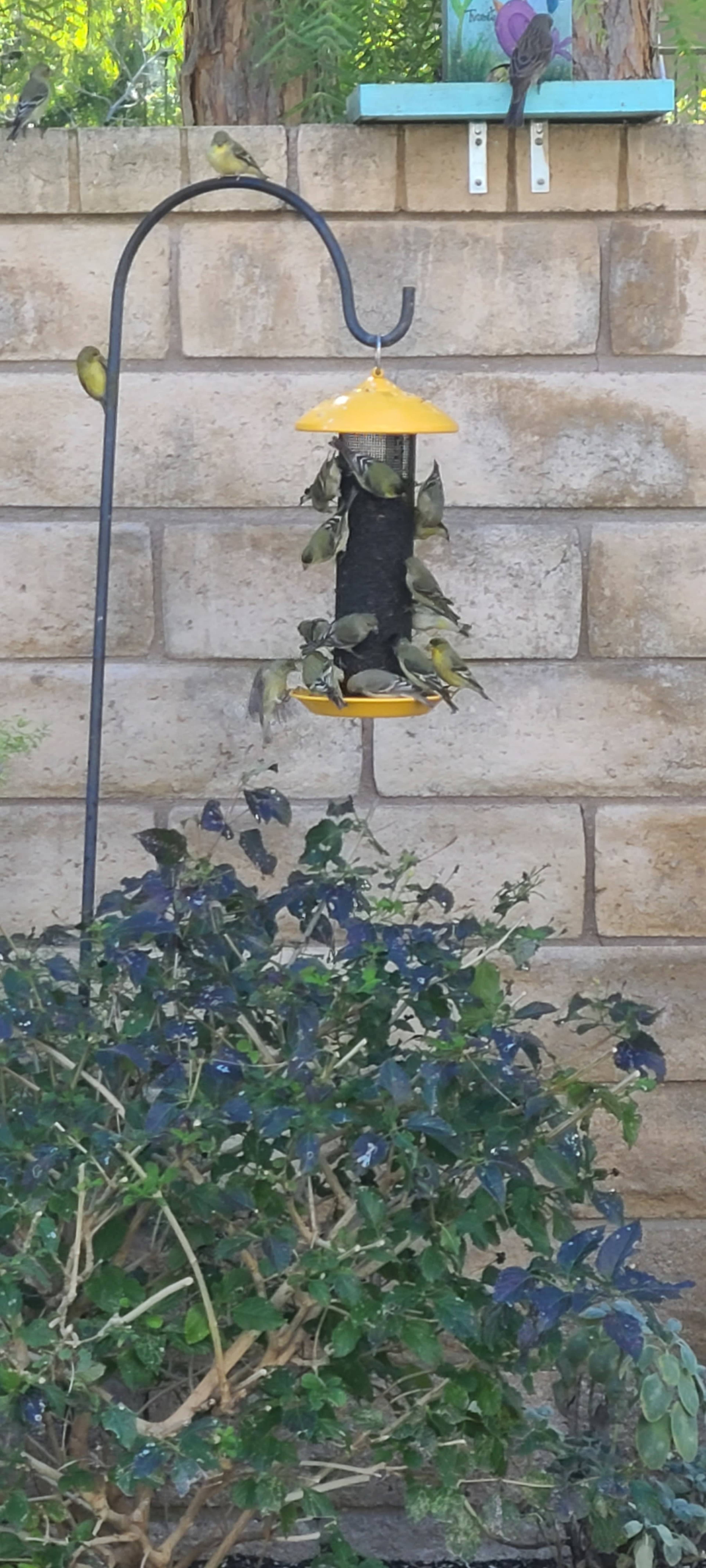 A bird feeder hangs from a metal stand against a stone wall, surrounded by green foliage and multiple small birds feeding at the feeder.