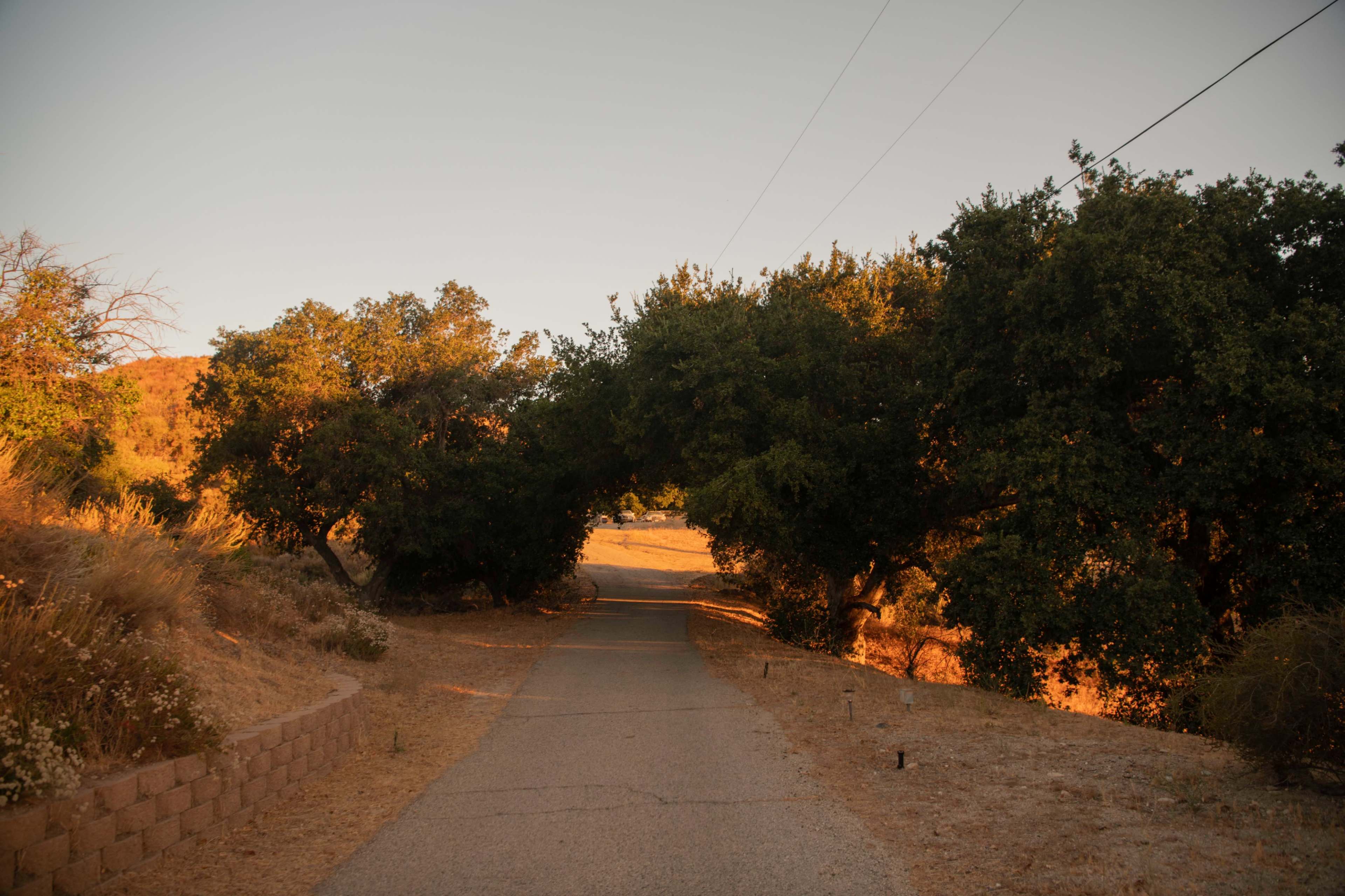 A winding road is bordered by overhanging trees, leading into a distant, sunlit landscape.