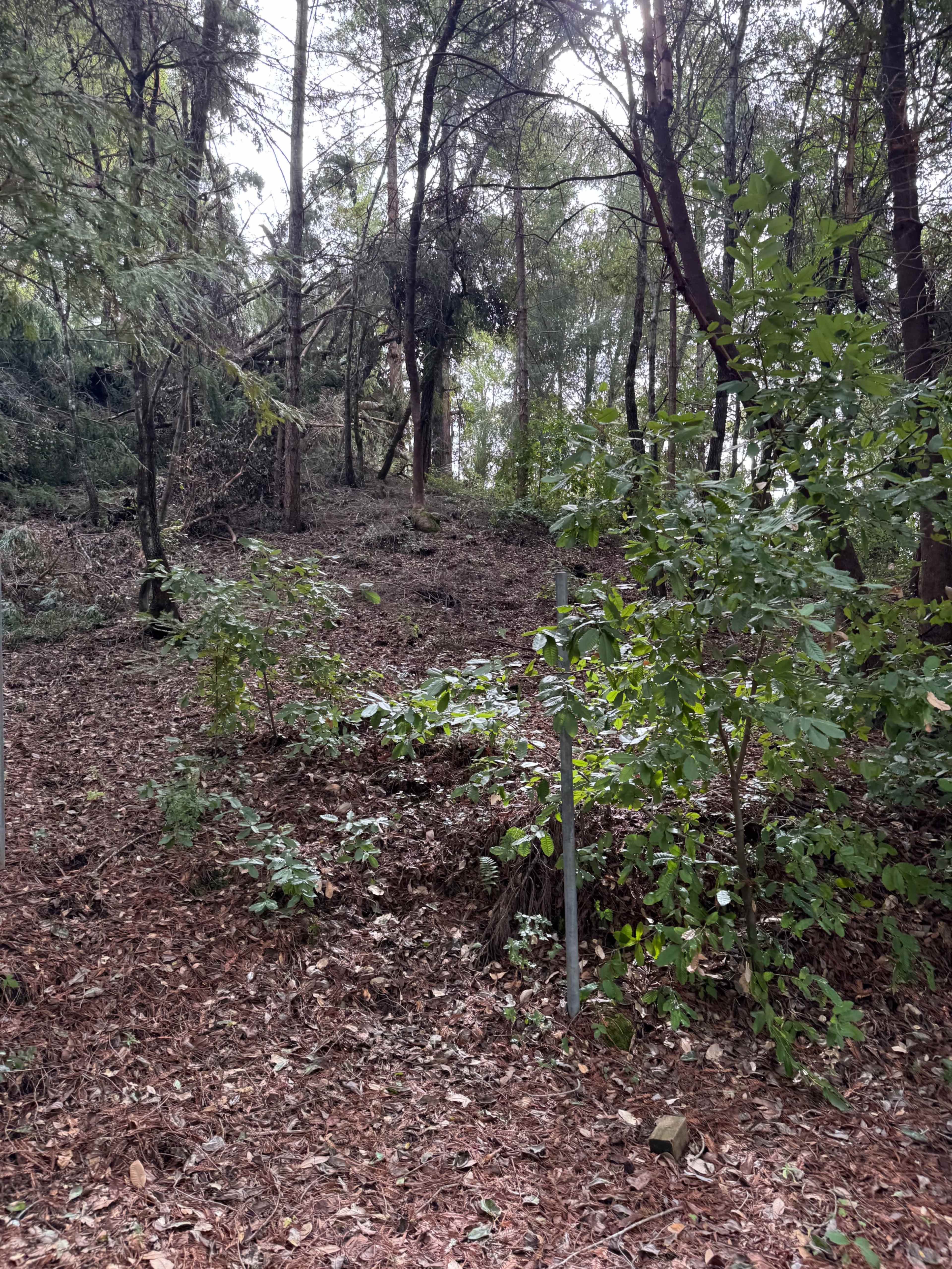 Beautiful Redwood Forest and Meadows, ~15 acres in Santa Cruz mountains Image in , Los Gatos, CA