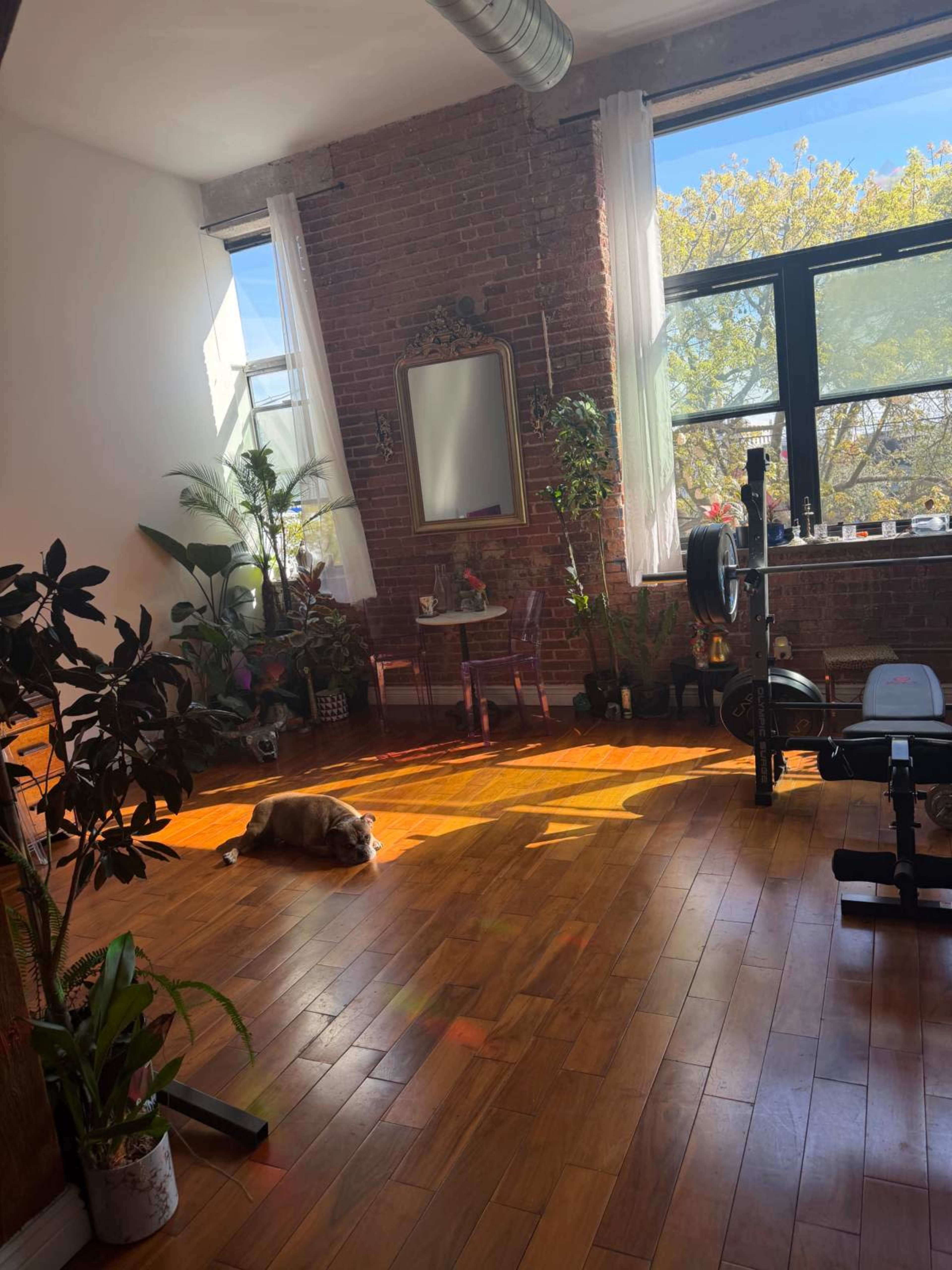 The image shows a bright, spacious room with large windows, wooden flooring, various plants, and a rowing machine, with a dog resting on the floor.
