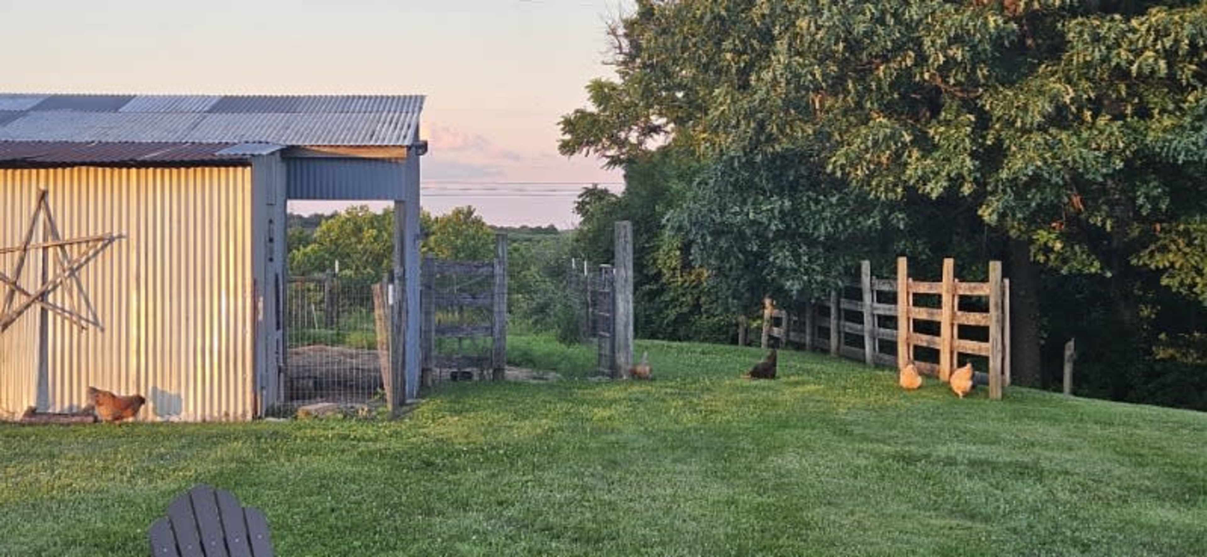 A small farmyard features a metal barn and several chickens wandering on the grassy area near a wooden fence.