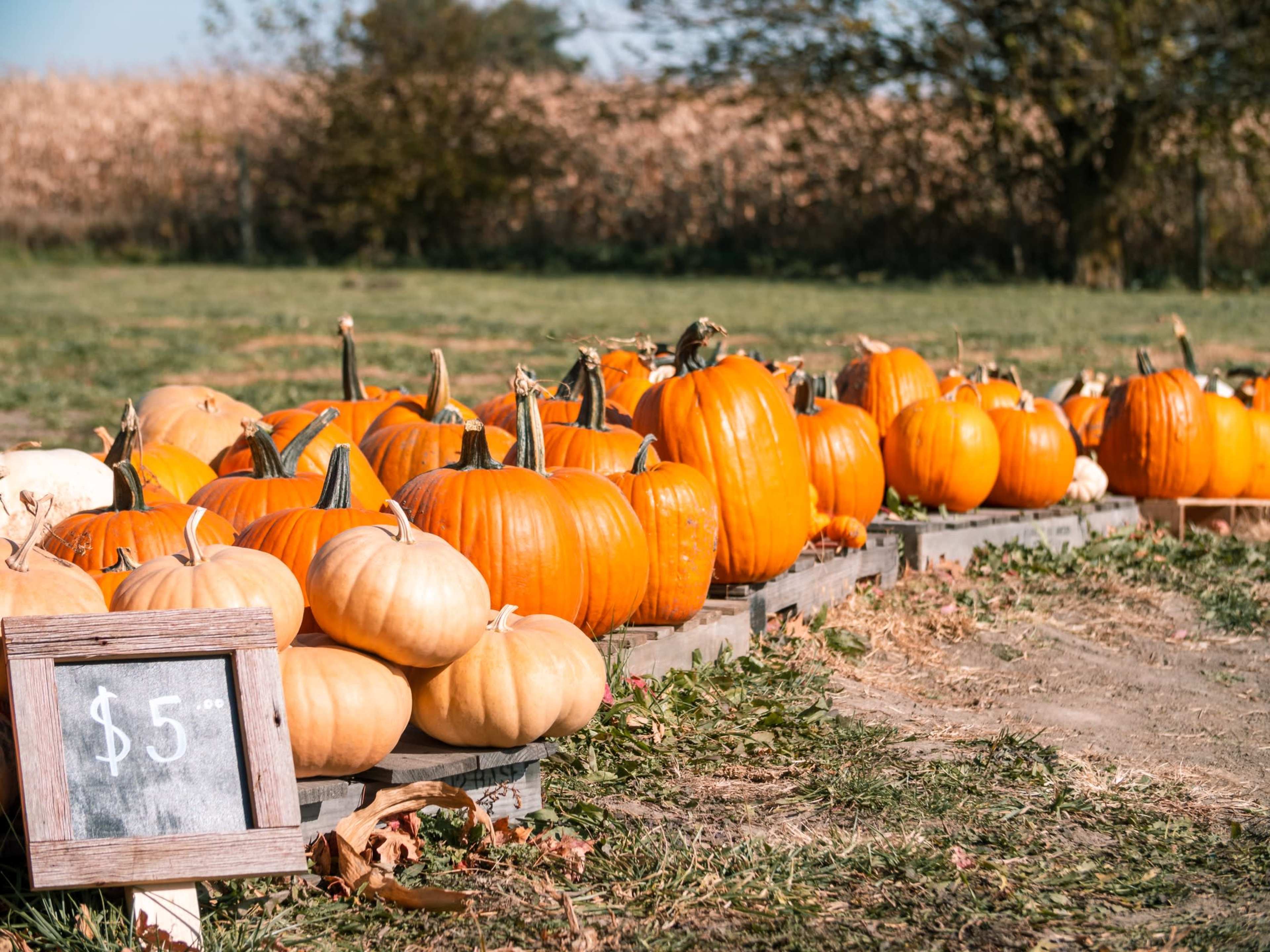 A row of pumpkins in varying sizes and colors is displayed on wooden pallets with a price sign of $5 in the foreground.