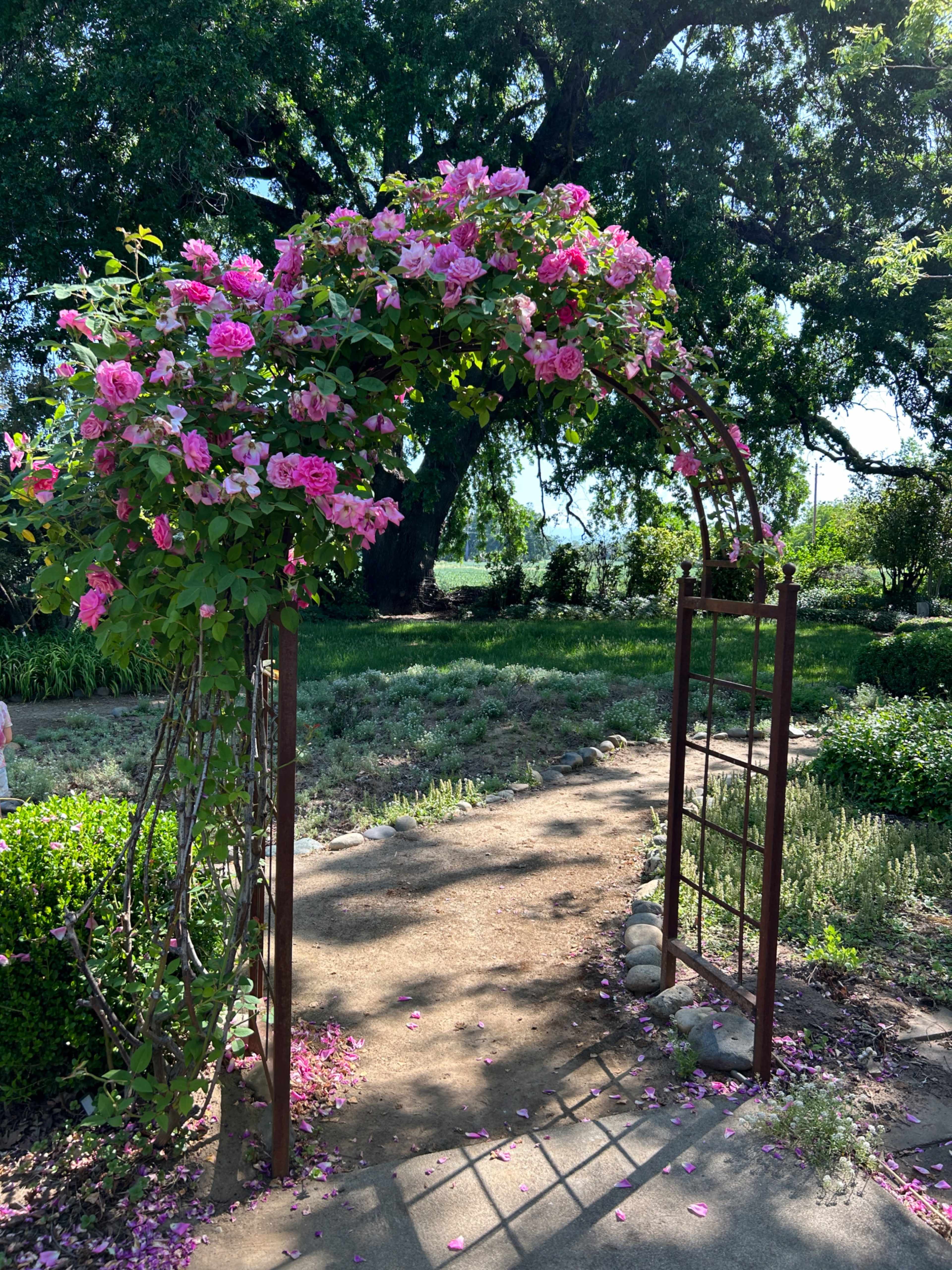 A metal arch adorned with pink flowers leads over a path in a garden, with green grass and trees visible in the background.