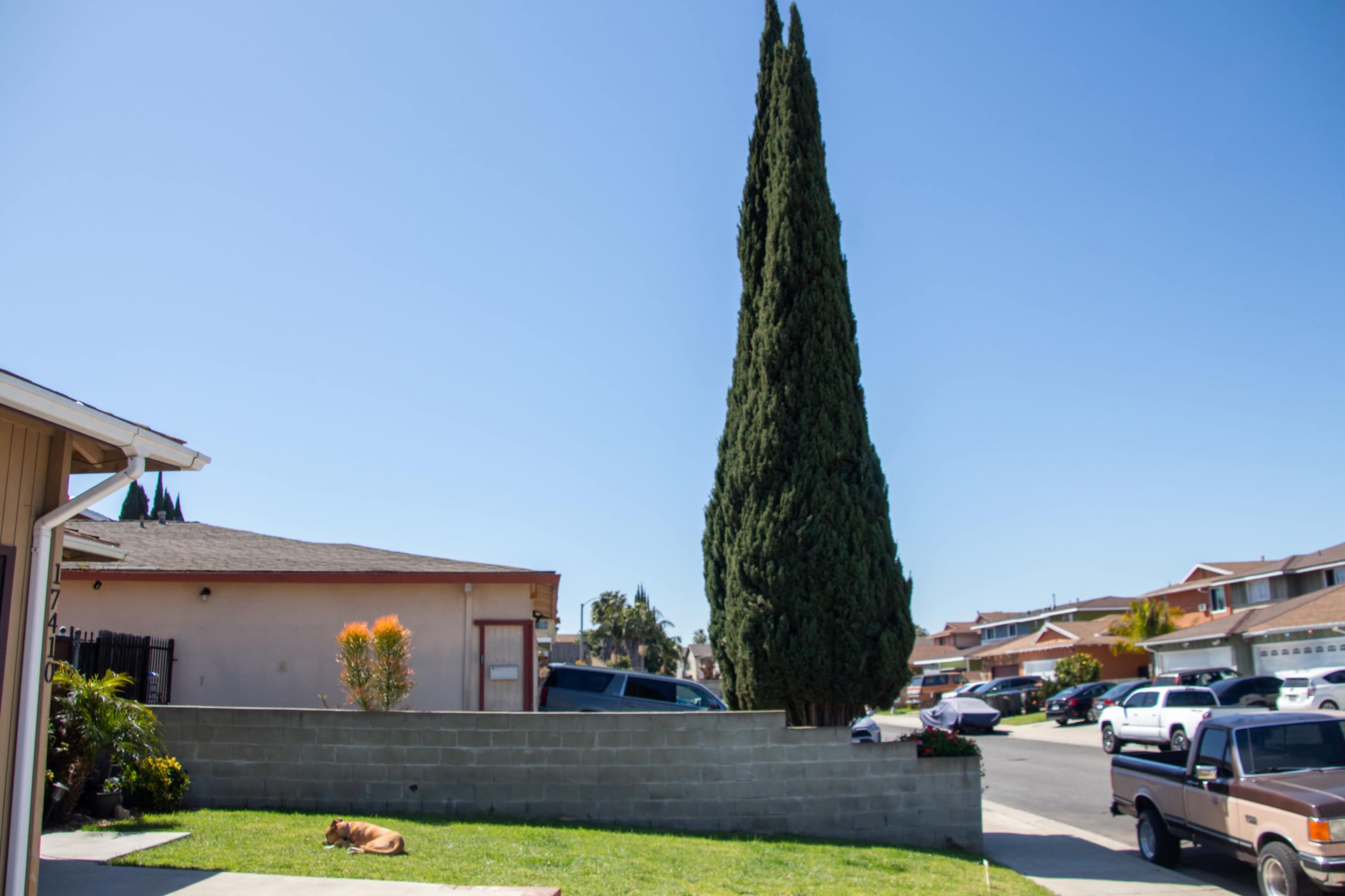 A tall cypress tree stands beside a low concrete wall in a residential neighborhood.