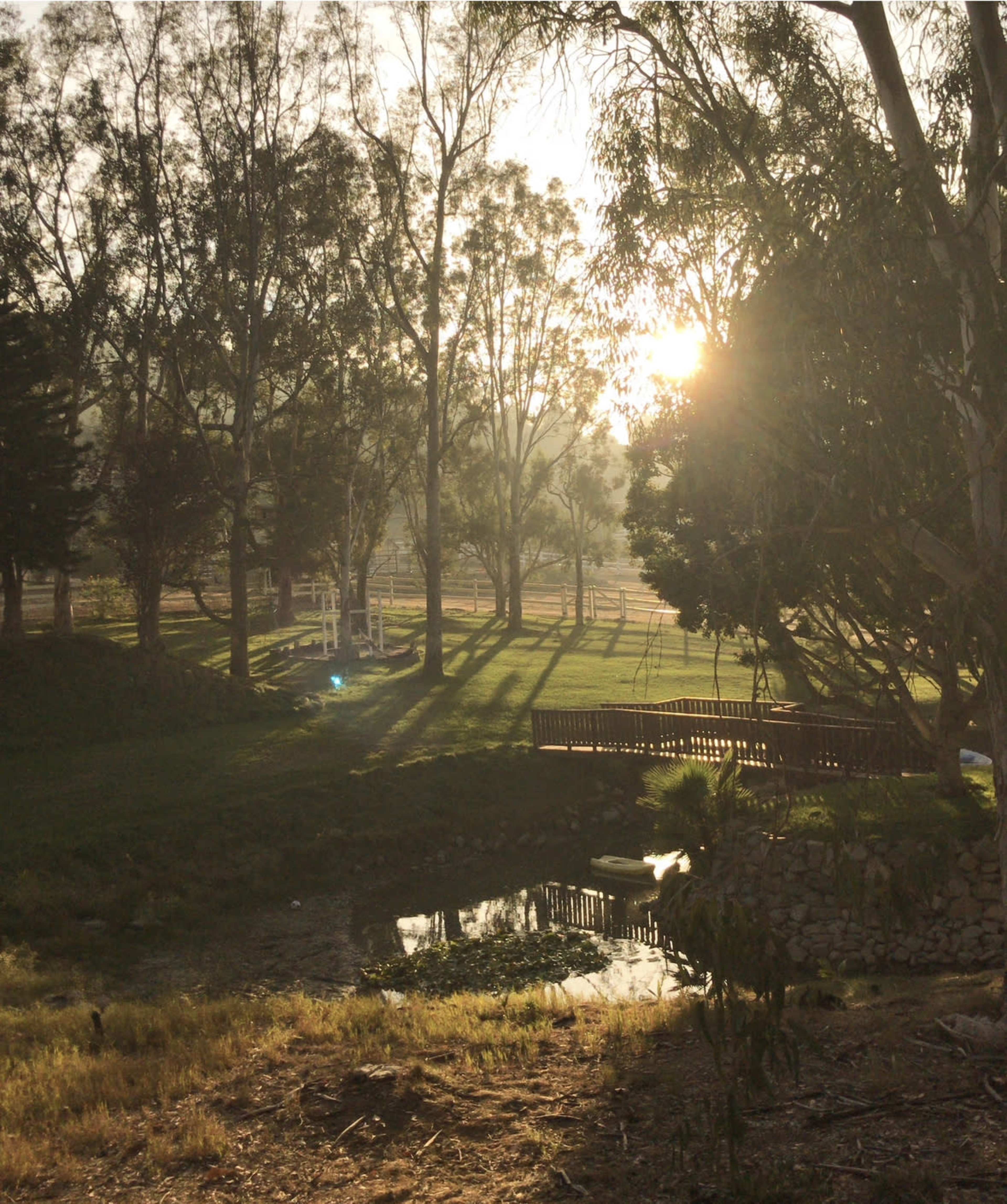 The sun sets behind tall trees, casting light on a grassy area with a small pond and a bench nearby.