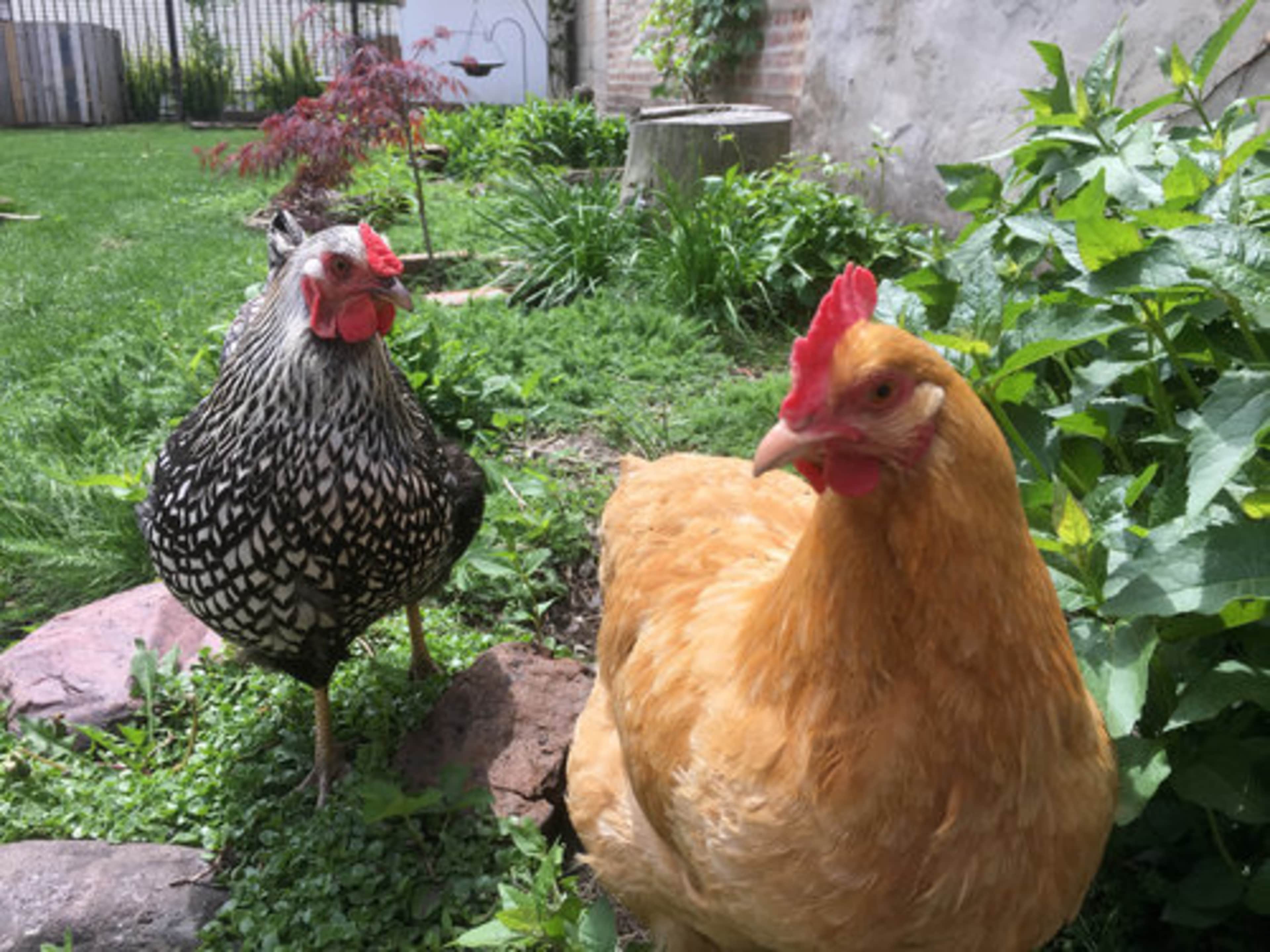 Two chickens, one with dark speckles and the other golden, forage in a green garden with plants and a wooden stump.