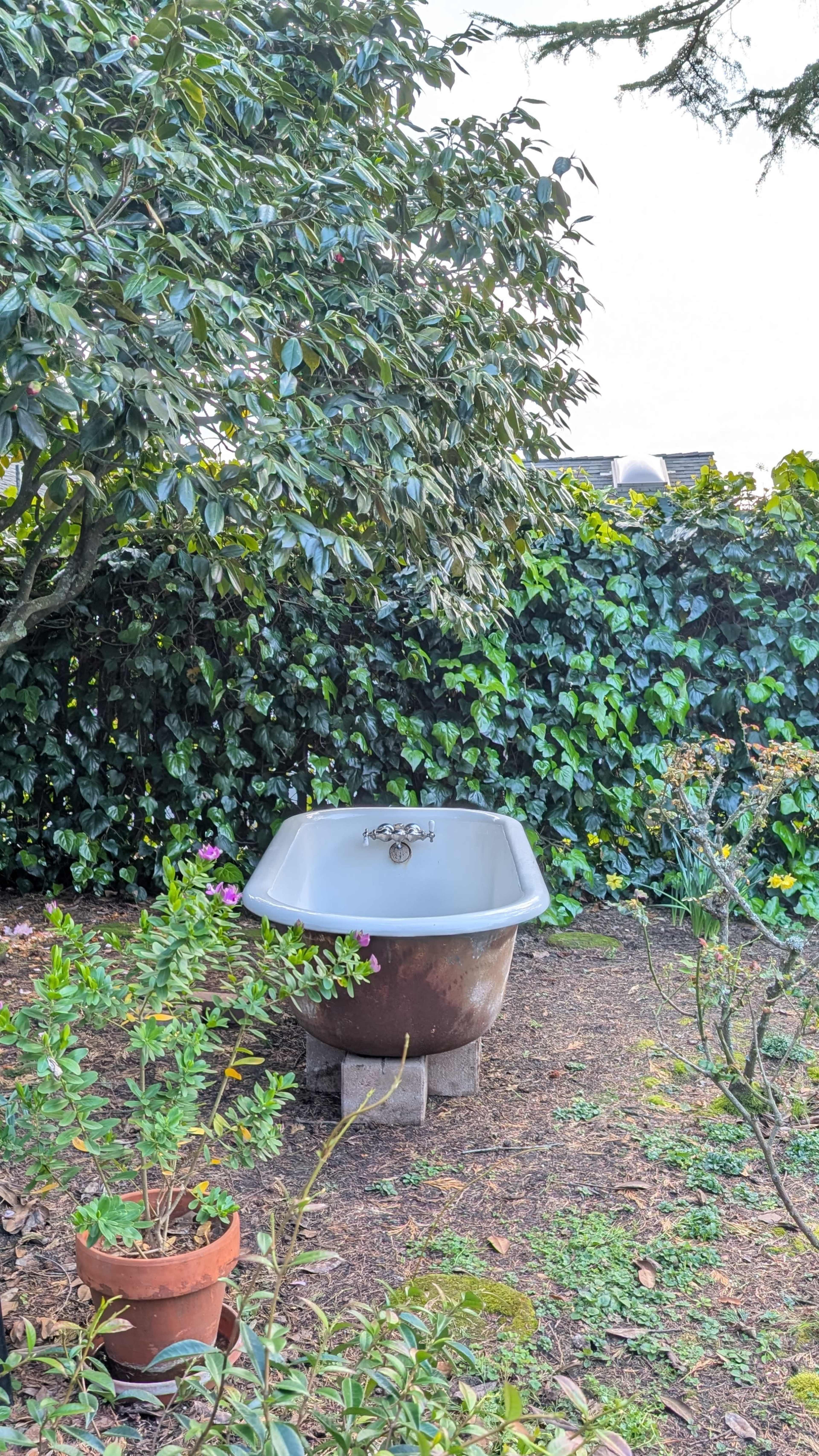 A vintage metal bathtub sits on concrete blocks in a garden surrounded by dense greenery and ivy.