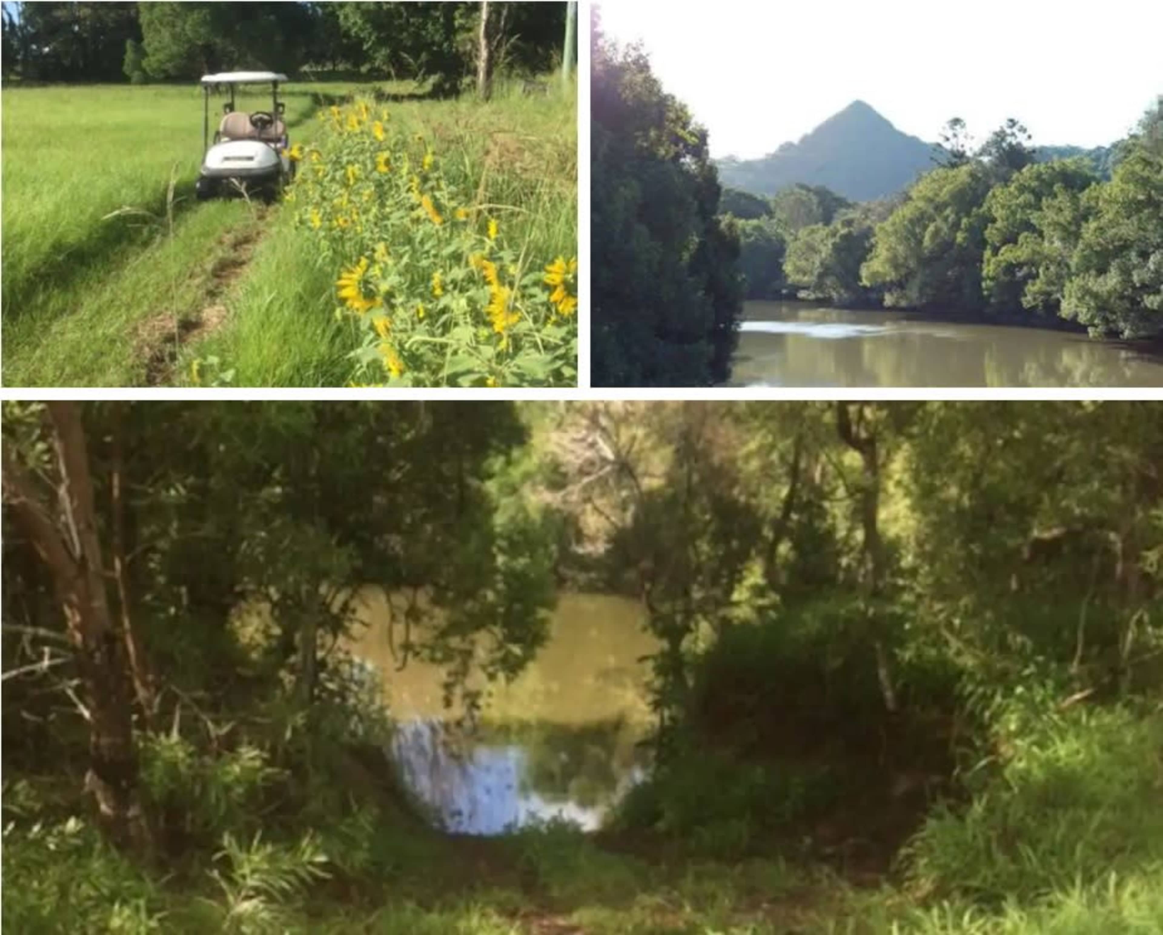 A golf cart drives through a grassy area lined with sunflowers, with a river and wooded landscape visible in the background.