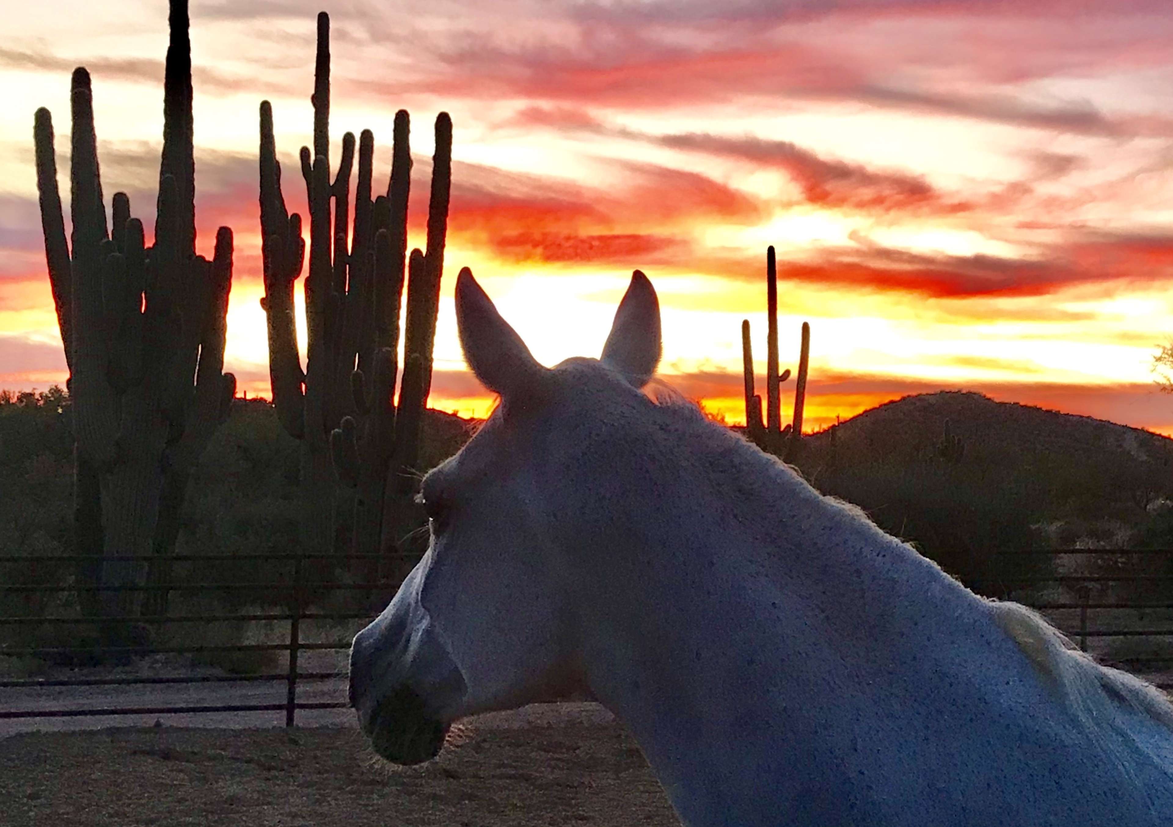 A white horse stands in silhouette against a vibrant sunset and tall cacti in the background.