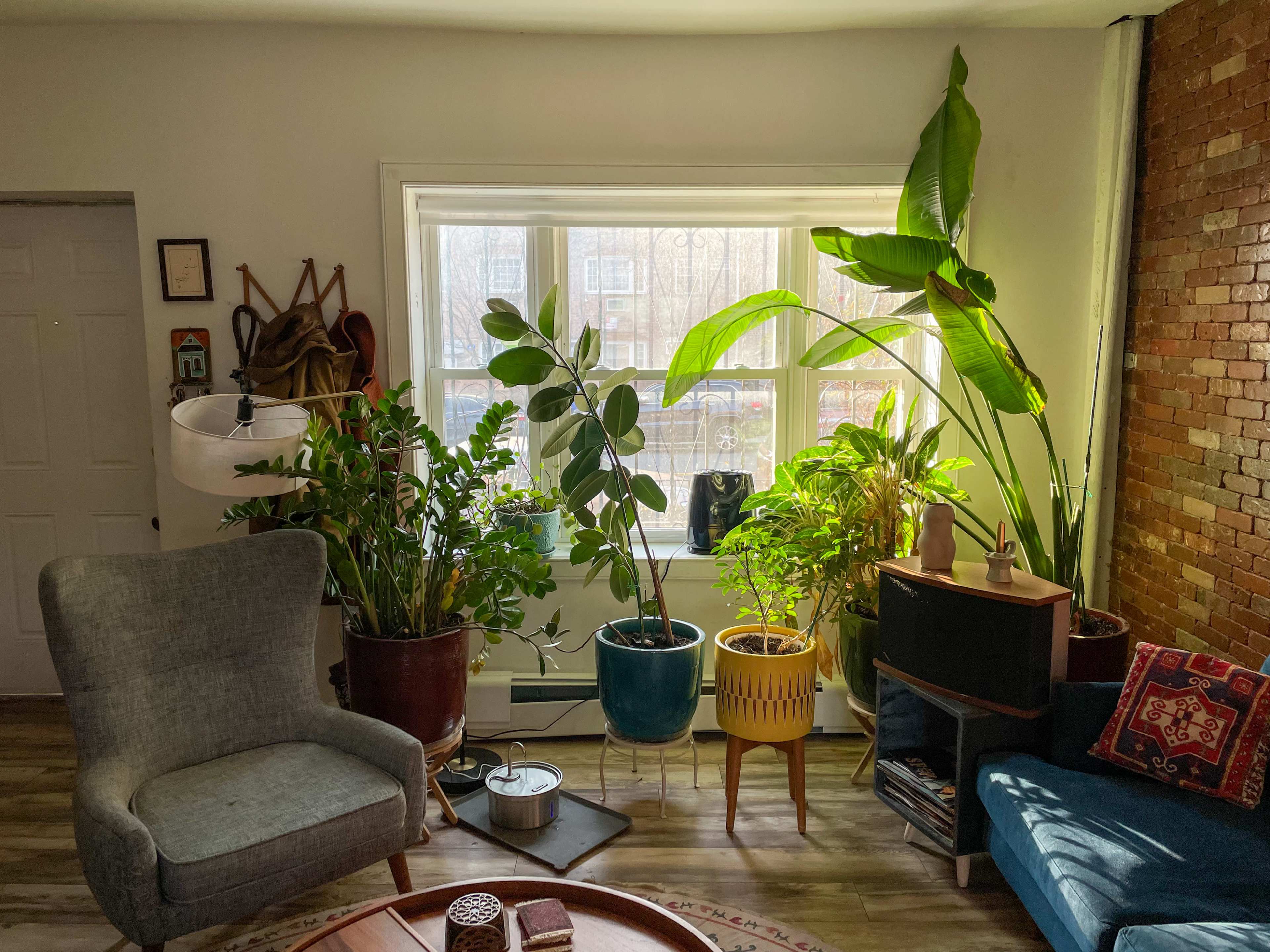 A living room features a variety of indoor plants near a large window, with a gray armchair and a blue couch positioned around a circular coffee table.