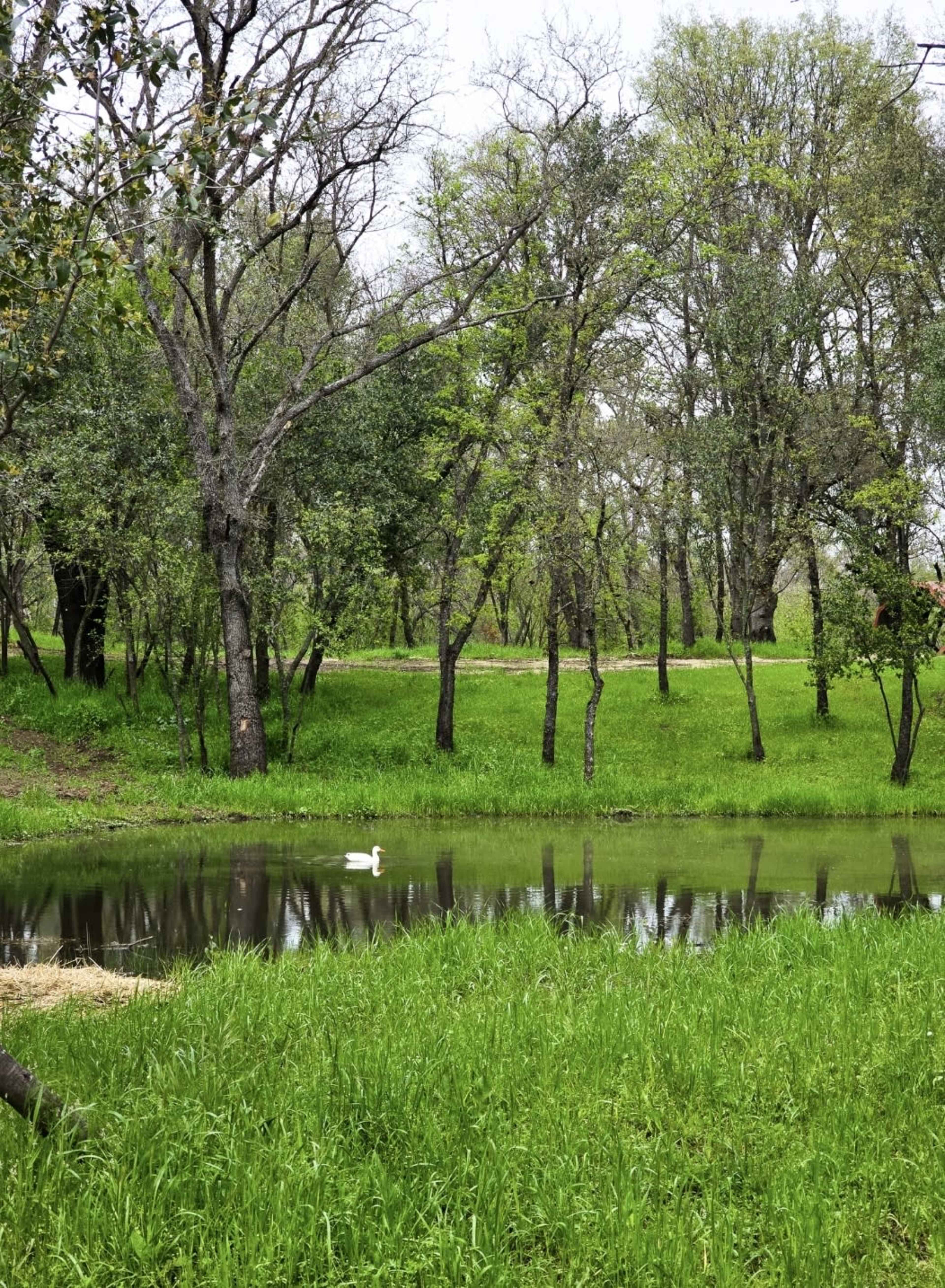 Private Forest in the middle of the city! Image in Citrus Heights, Citrus Heights, CA