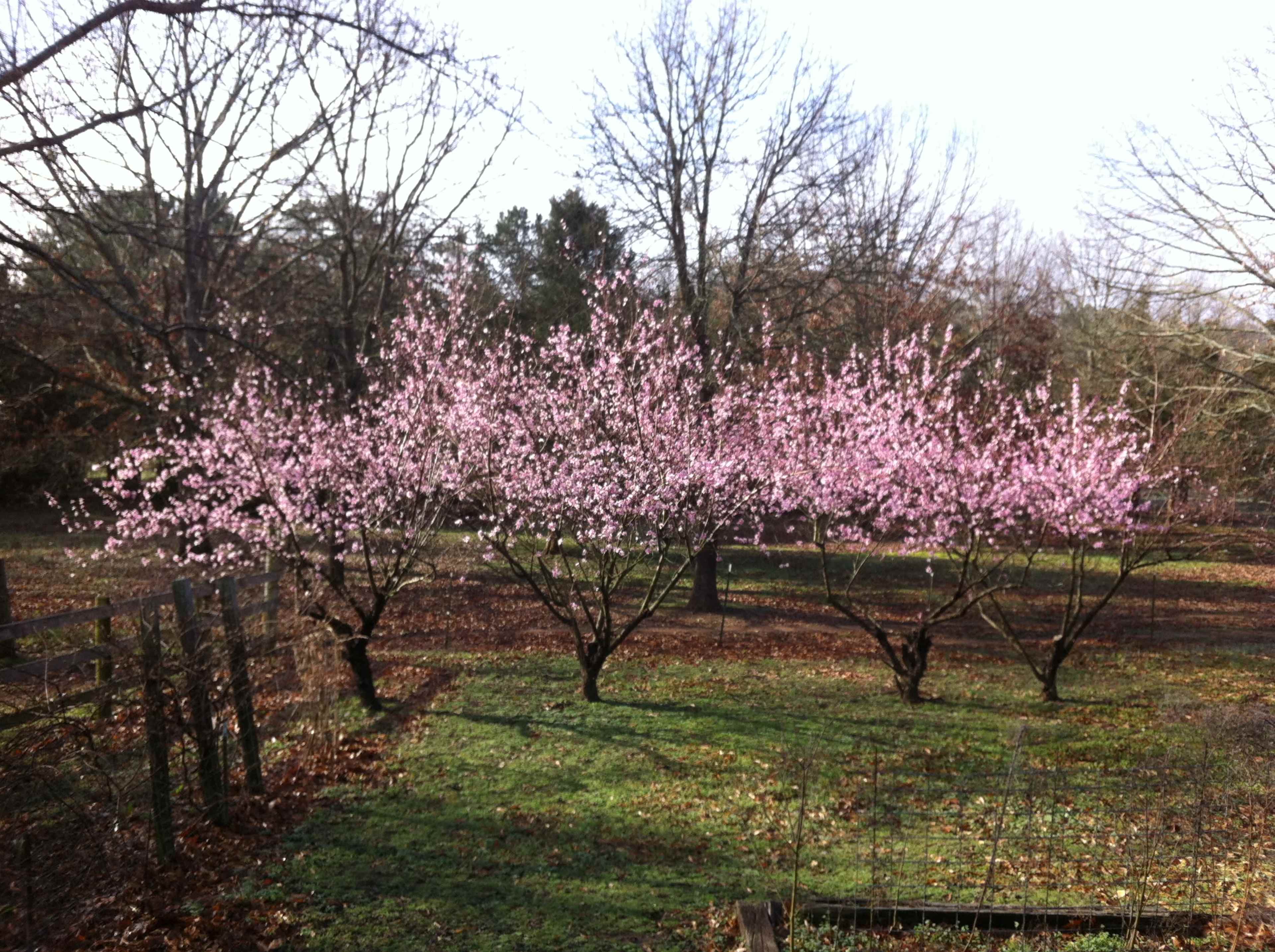 Several flowering cherry trees with pink blossoms in a landscaped area surrounded by bare trees and fallen leaves.