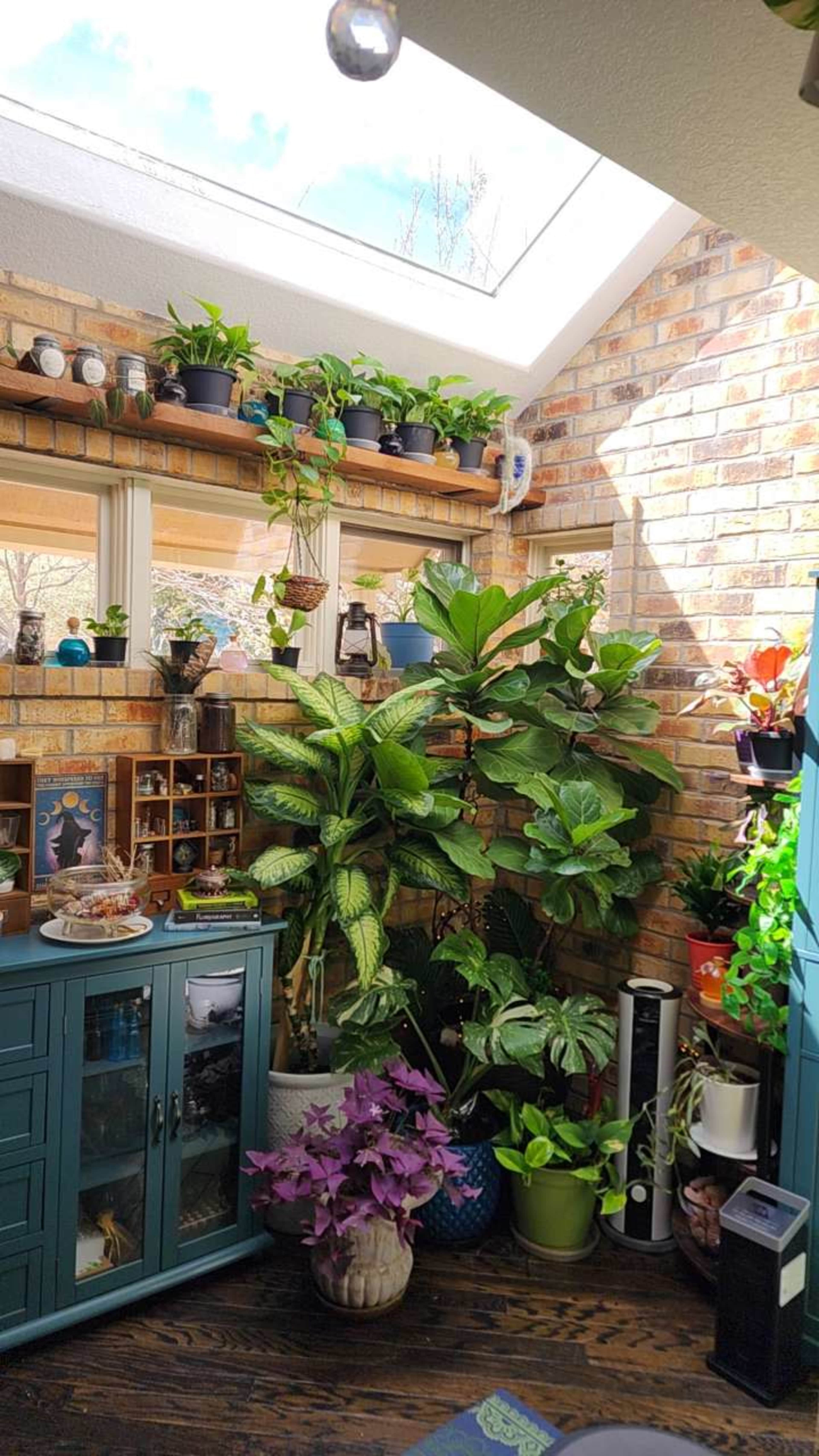 Bright Botanical Sunroom with Skylight + Lush Plant Wall Image in Centennial, Centennial, CO