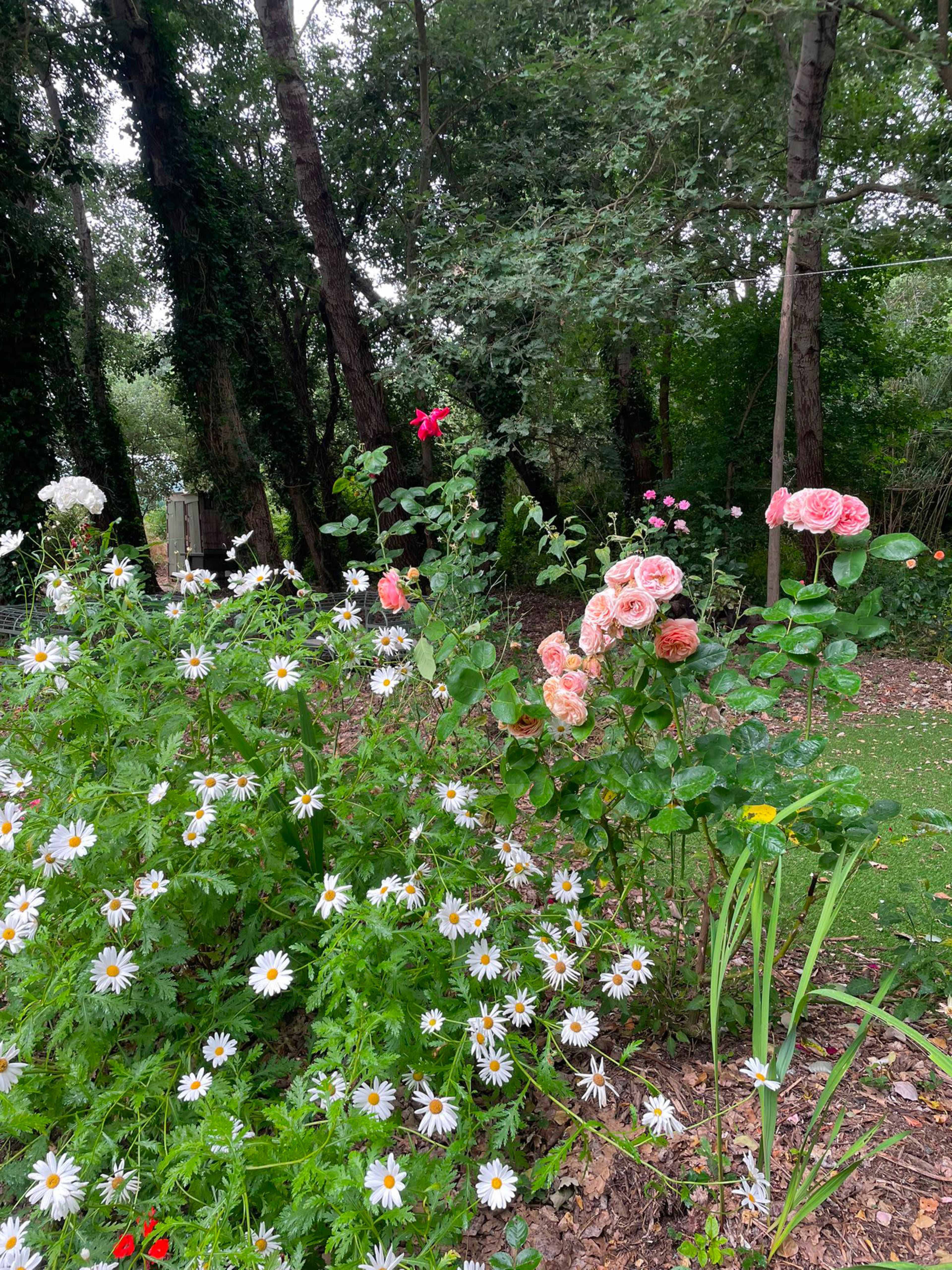 A cluster of pink roses stands among white daisies in a garden surrounded by tall trees.