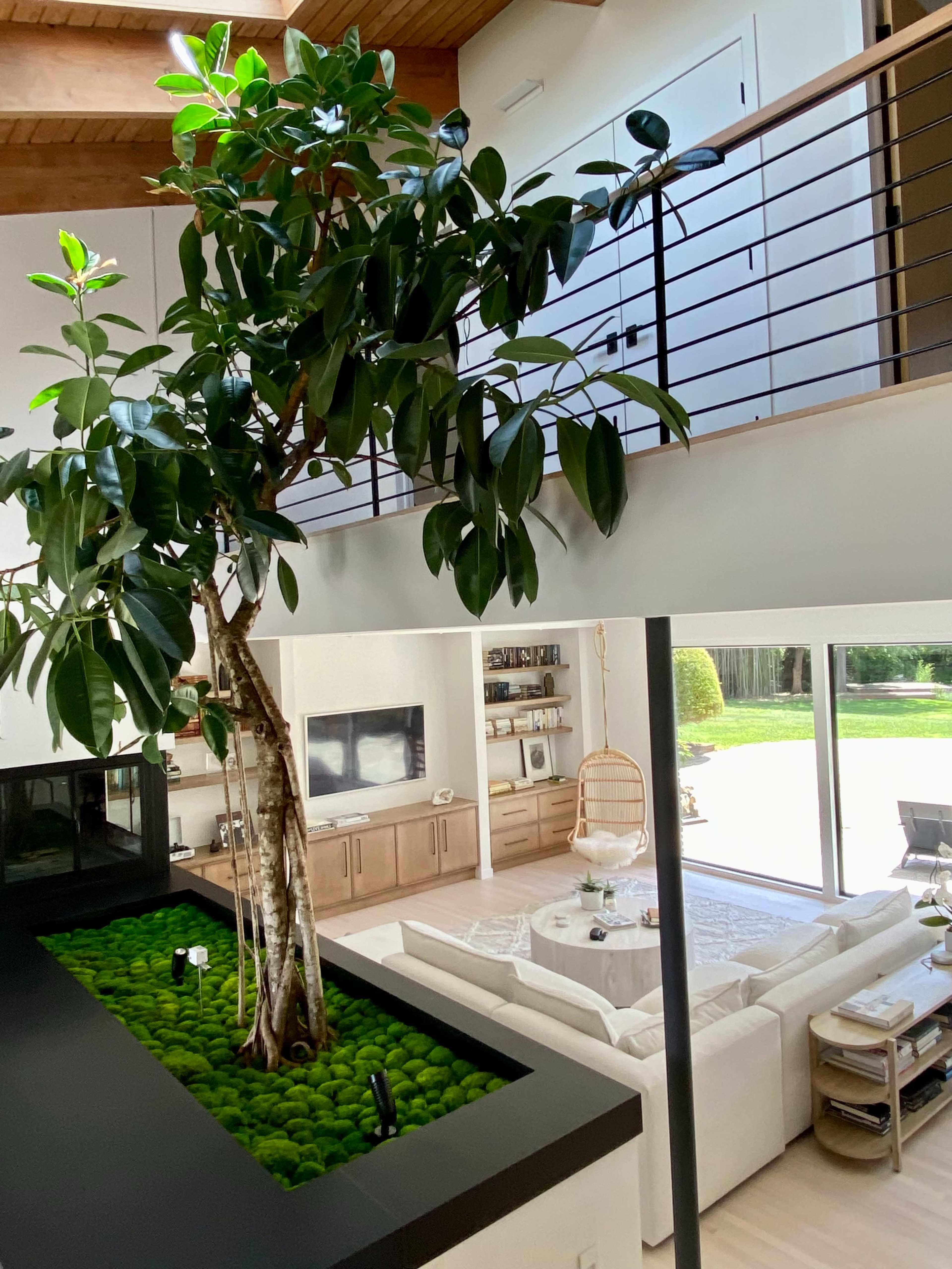 A large indoor tree rises from a black planter filled with moss, overlooking a spacious living area with a cream-colored sofa and a view of the outdoors through large windows.