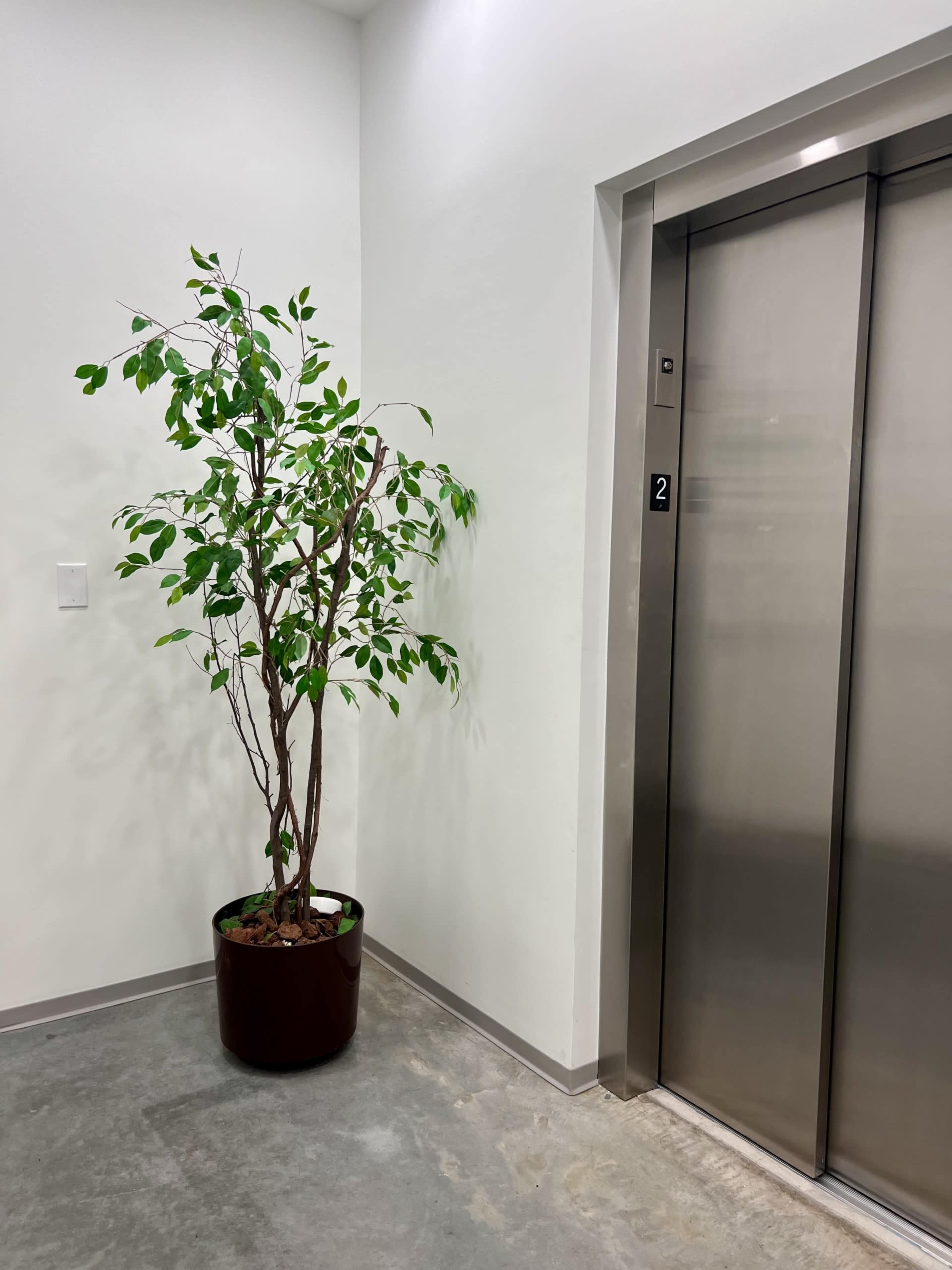 A potted plant stands beside an elevator in a modern hallway.