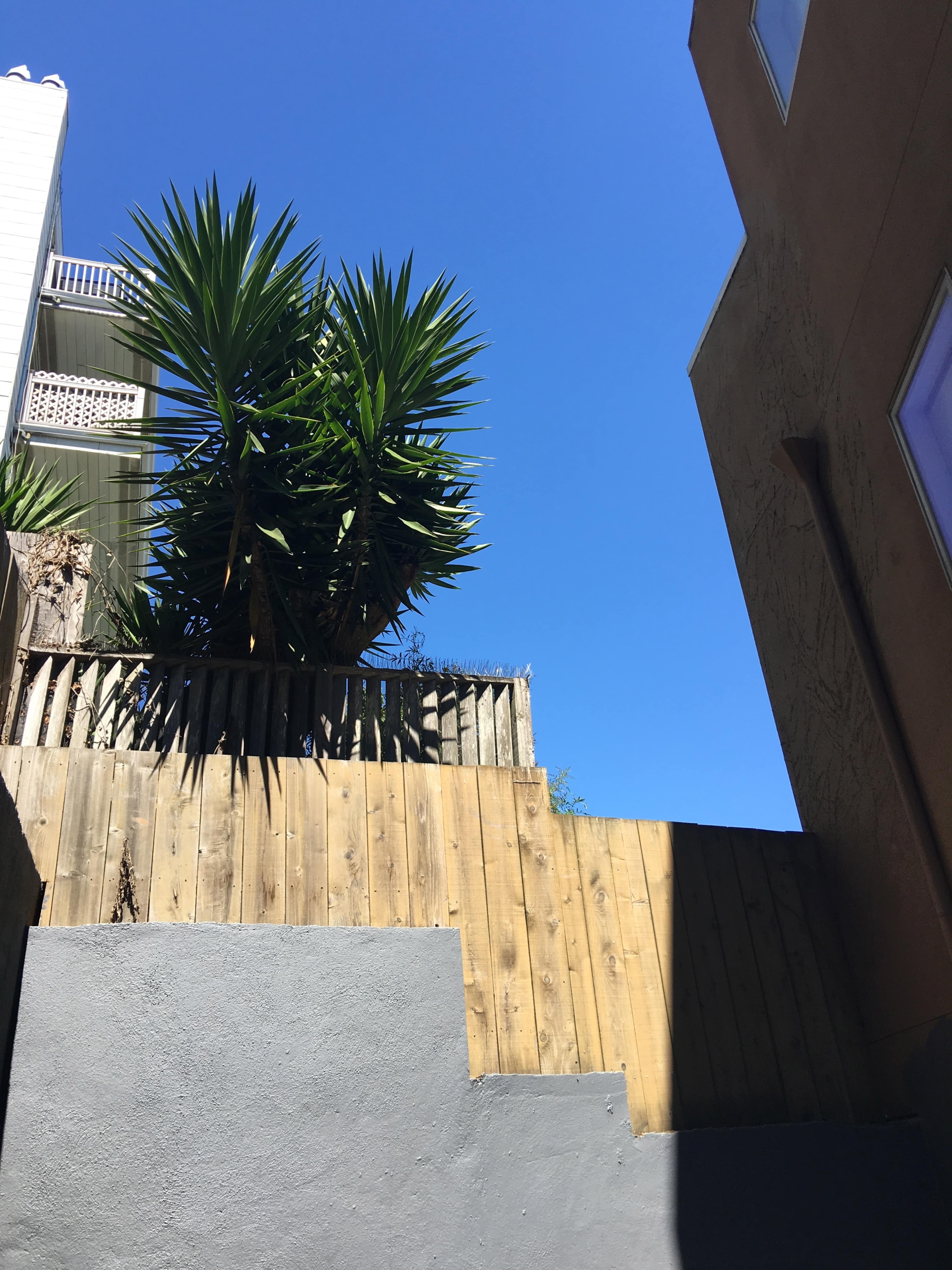 The image shows a set of gray steps leading up to a wooden fence topped with a tall palm-like plant against a clear blue sky.