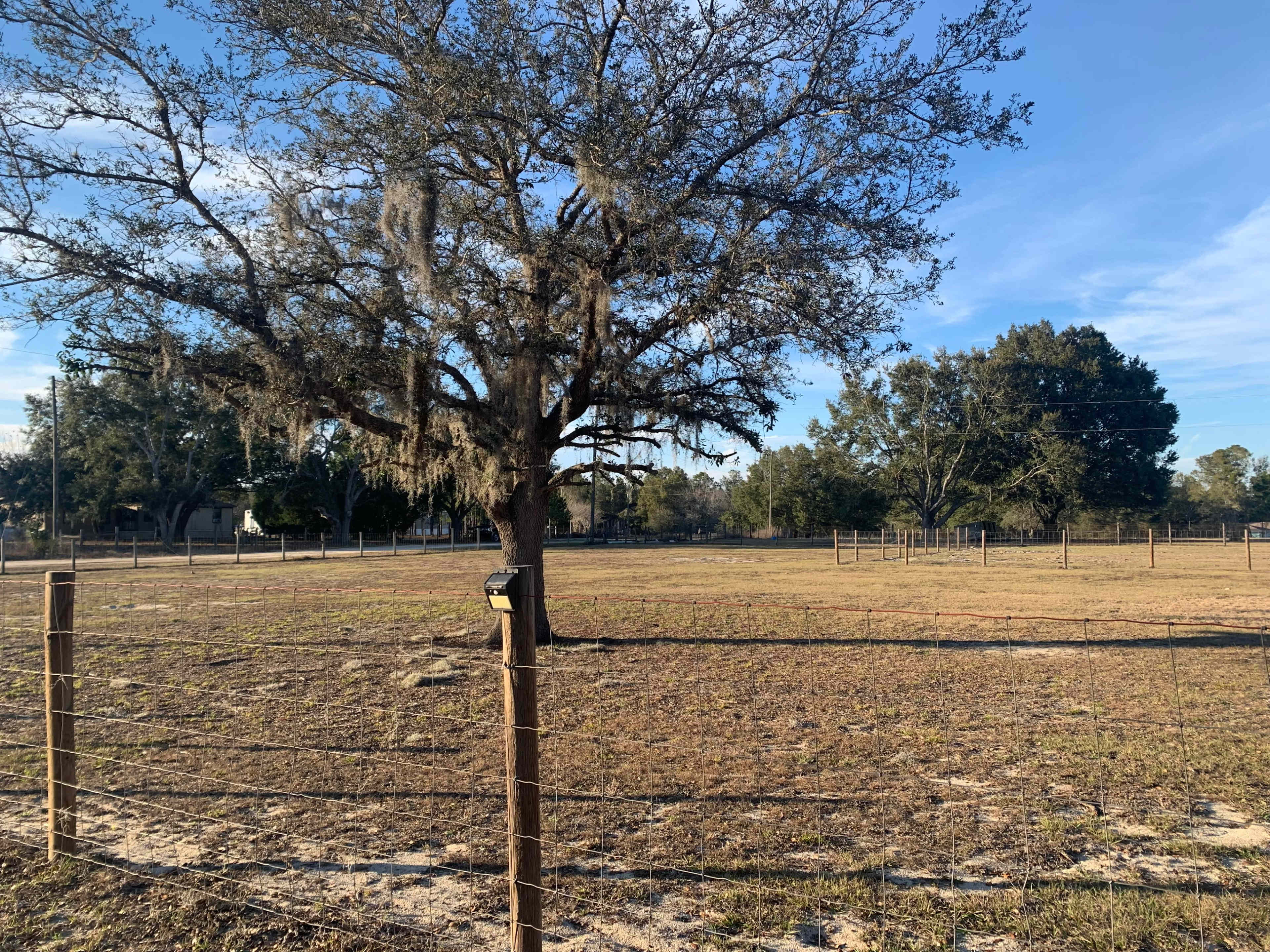 A large oak tree draped in Spanish moss stands near a fenced, open field under a clear sky.