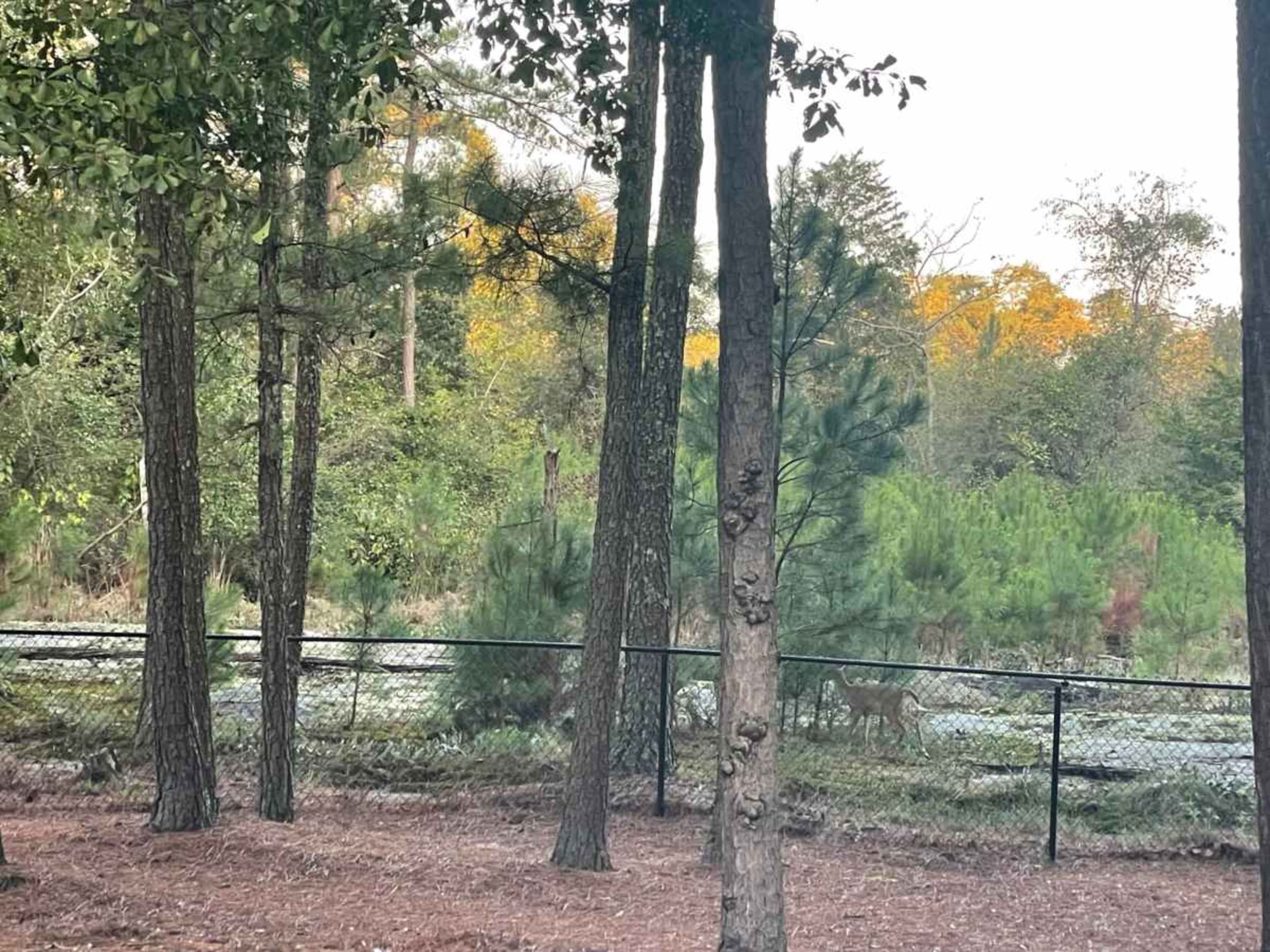 Private Backyard Oasis with Pool – Perfect for Events & Photo Shoots Image in Stonecrest, Lithonia, GA