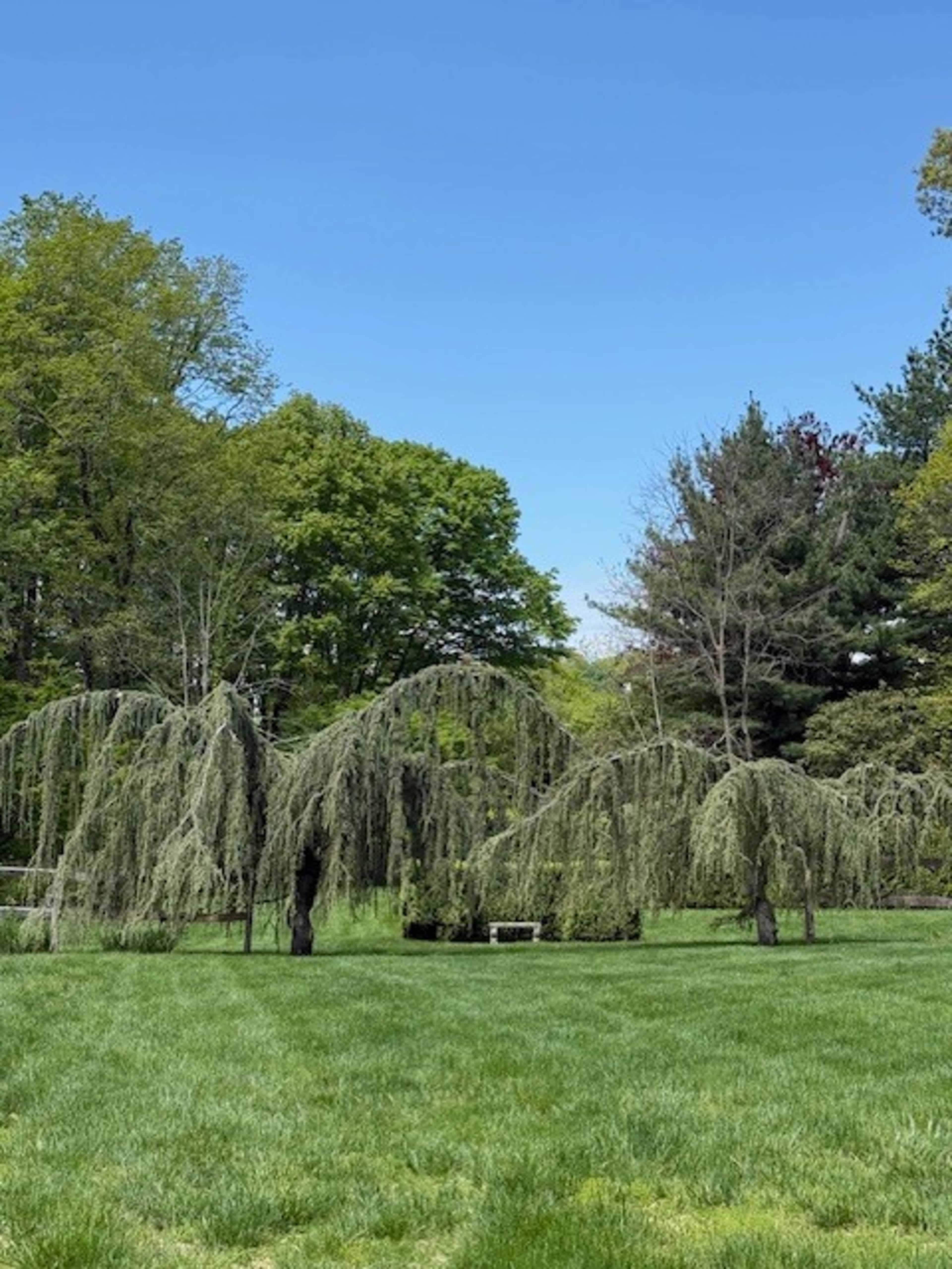 Two weeping willow trees stand on a grassy area under a clear blue sky, surrounded by various types of green foliage.
