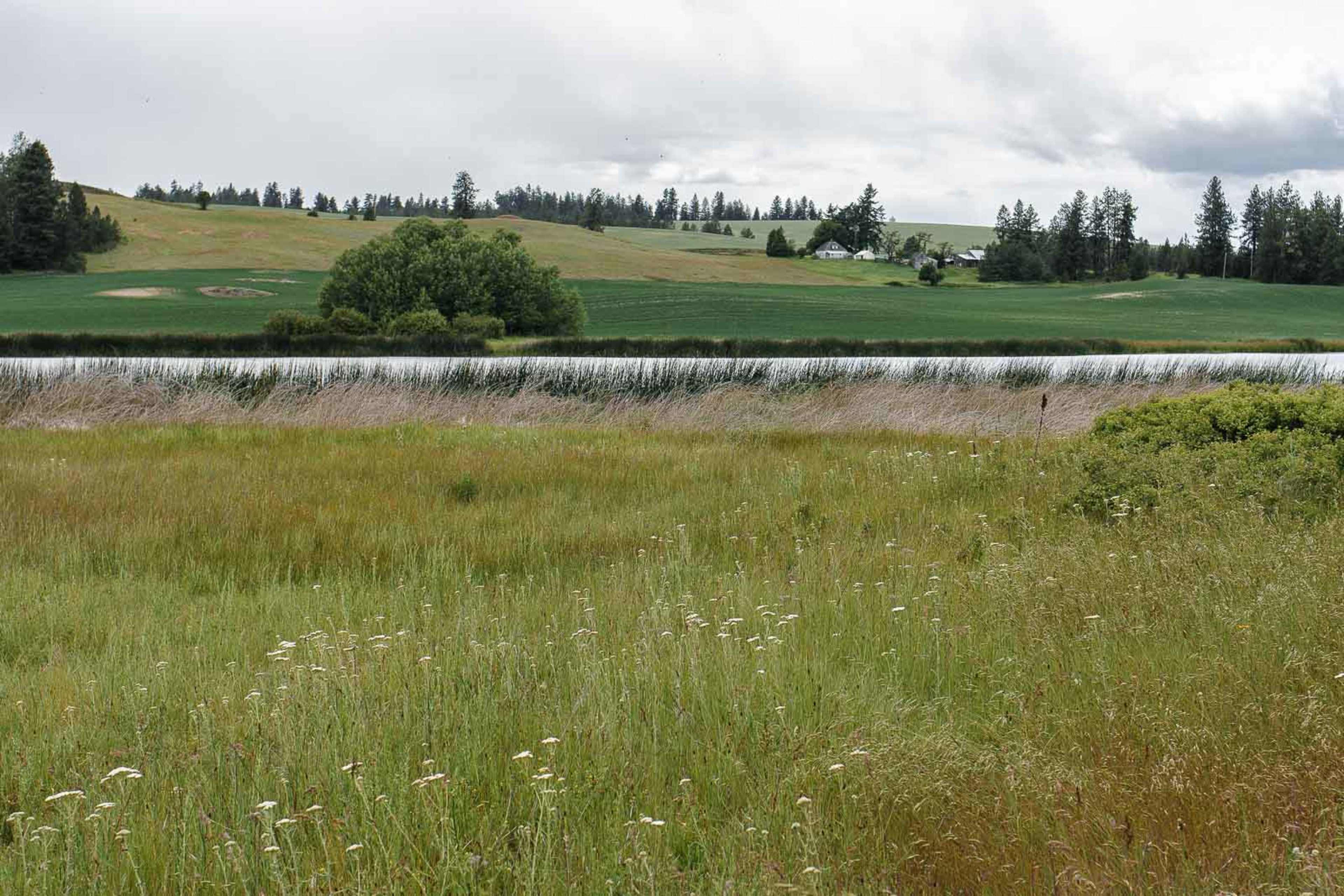 A grassy field with wildflowers in the foreground, a river flowing through the middle, and rolling hills with trees in the background under a cloudy sky.