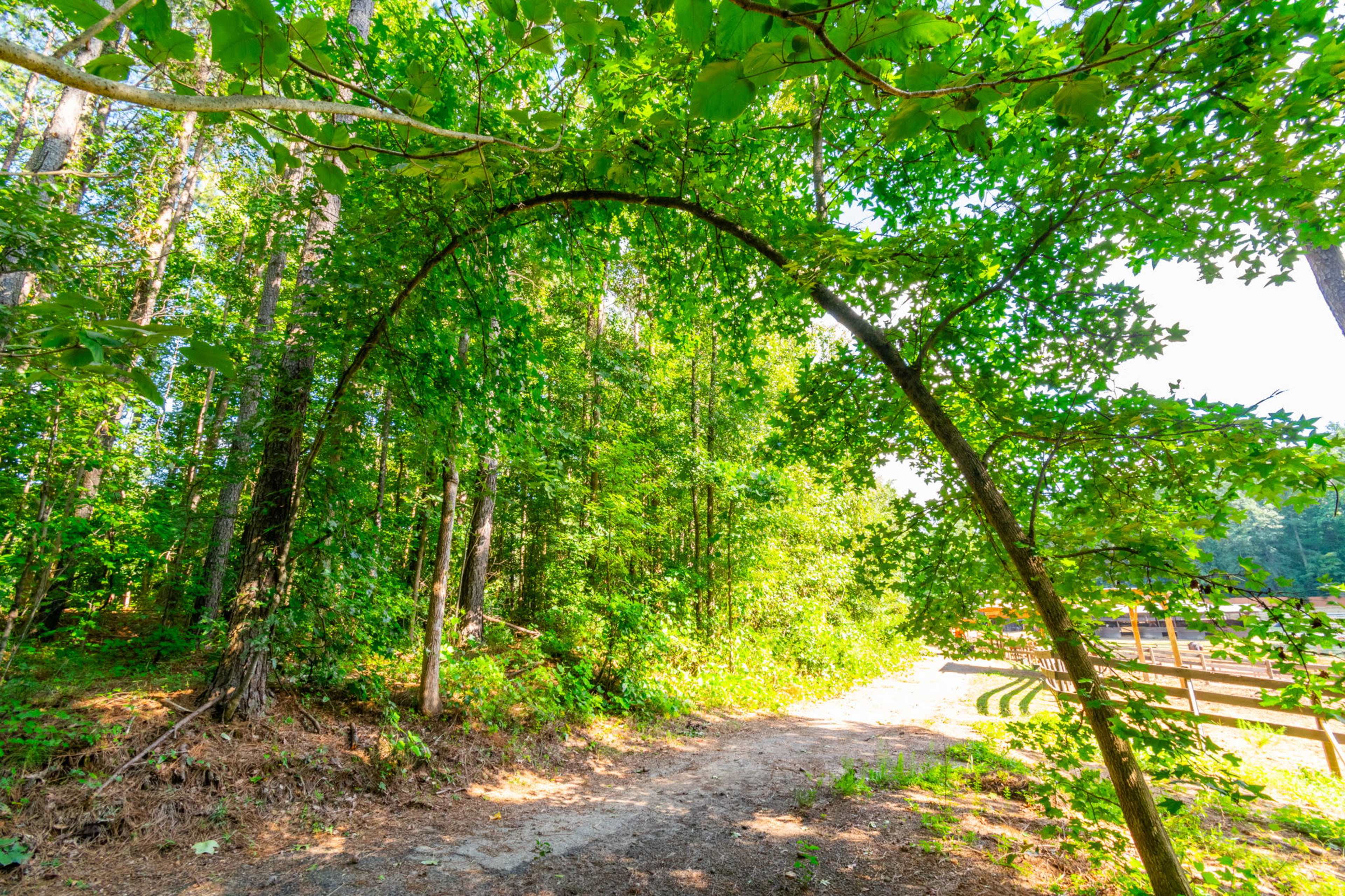 A pathway curves under a natural arch formed by overhanging branches in a forested area.