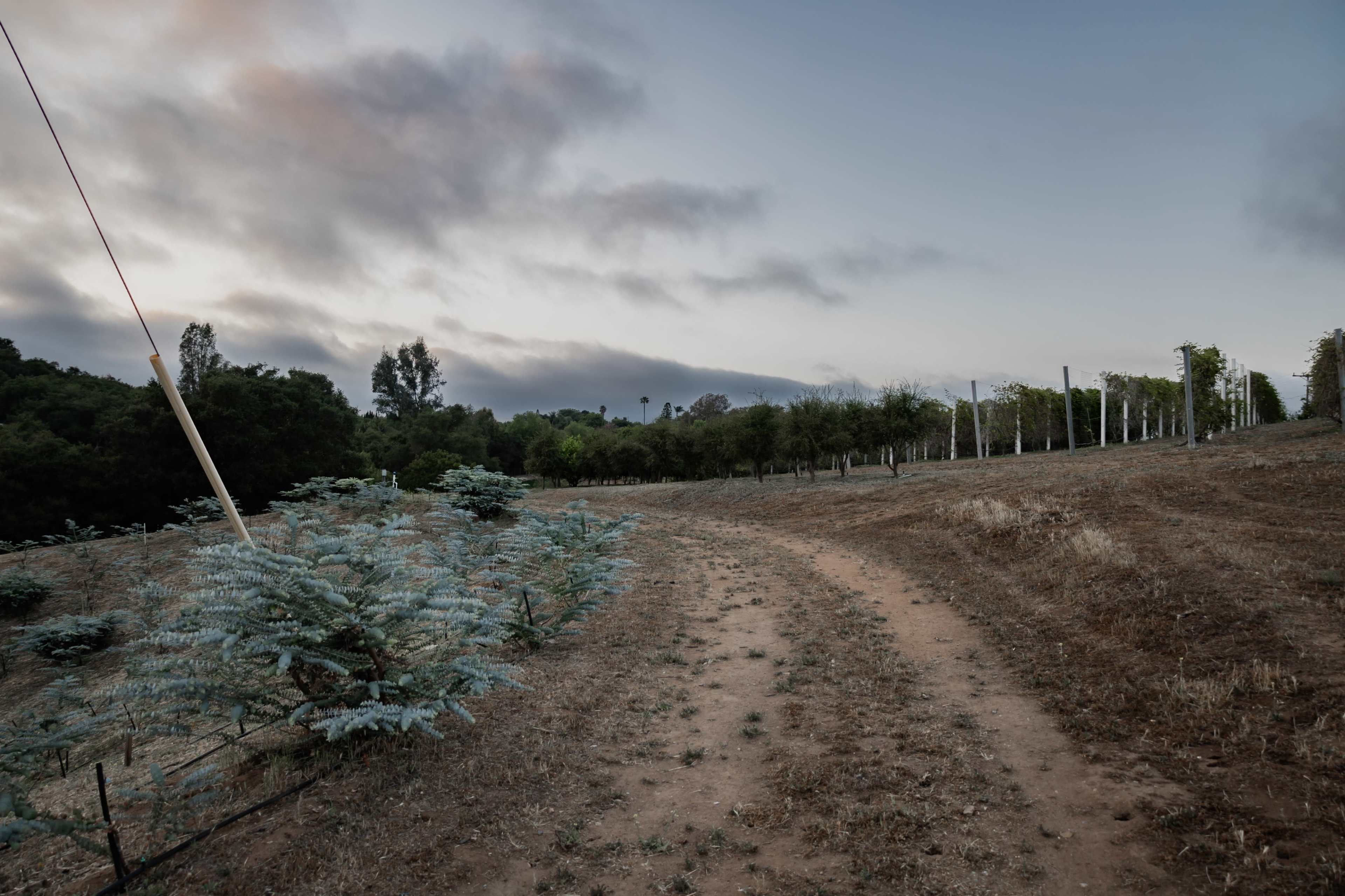 A dirt path winds through a sparsely vegetated landscape featuring some trees and a cloudy sky.