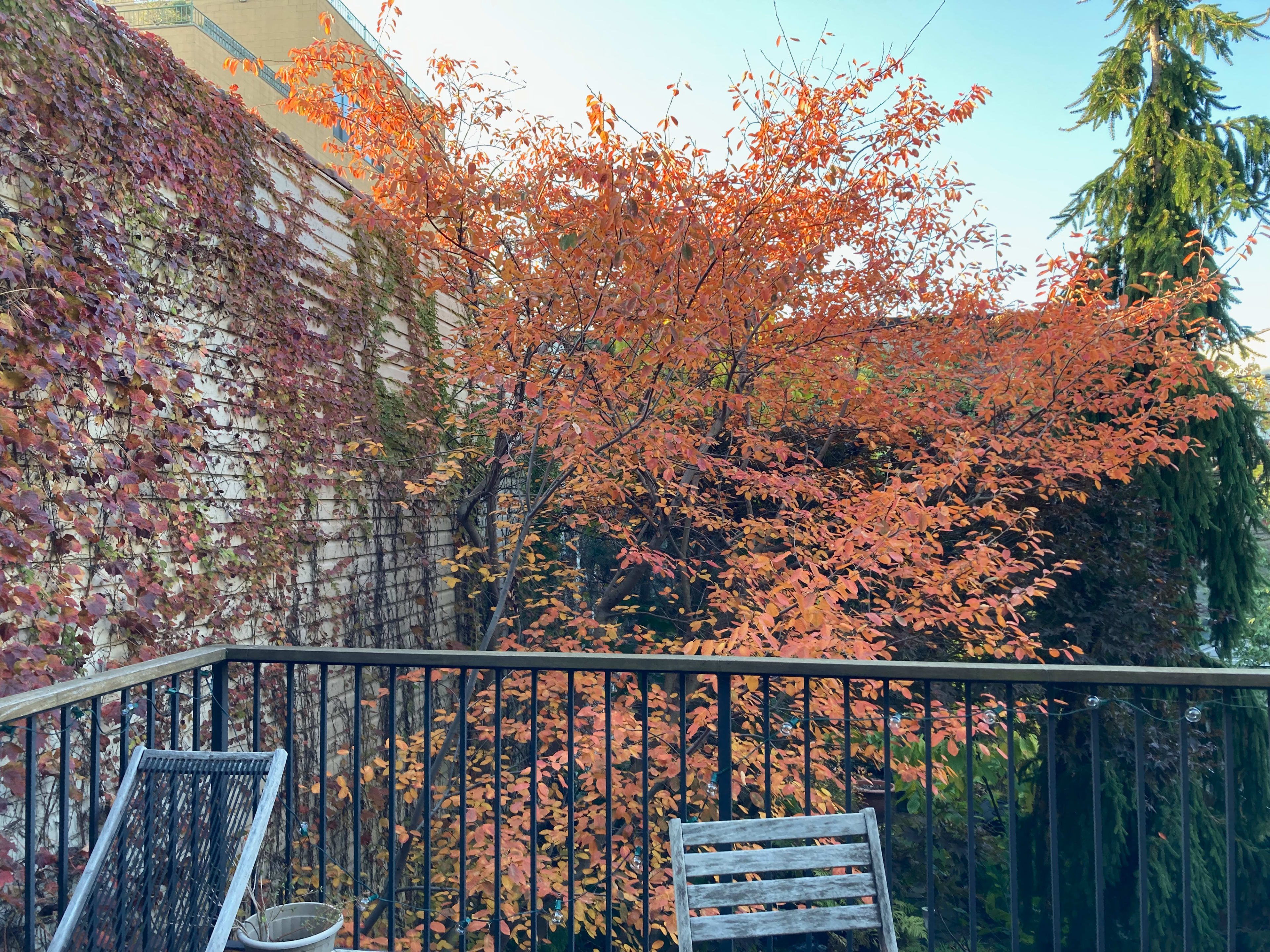 A balcony overlooks a tree with orange leaves against a brick wall covered in ivy.